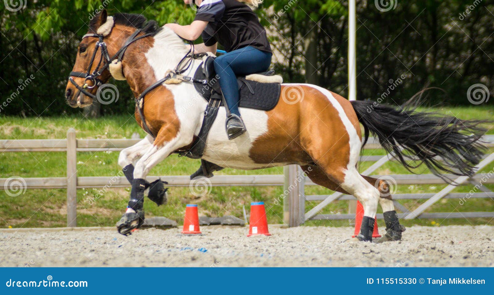 Horse and rider galloping editorial image. Image of cone 115515330