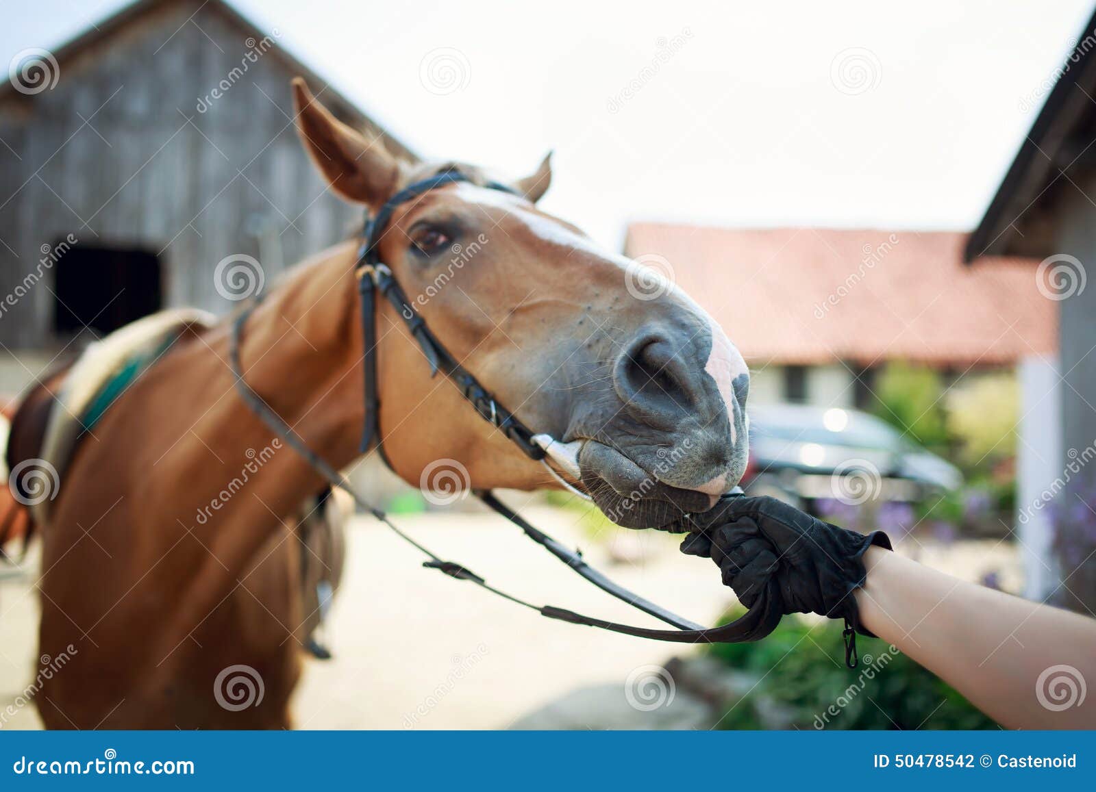 horse rider pulls the reins