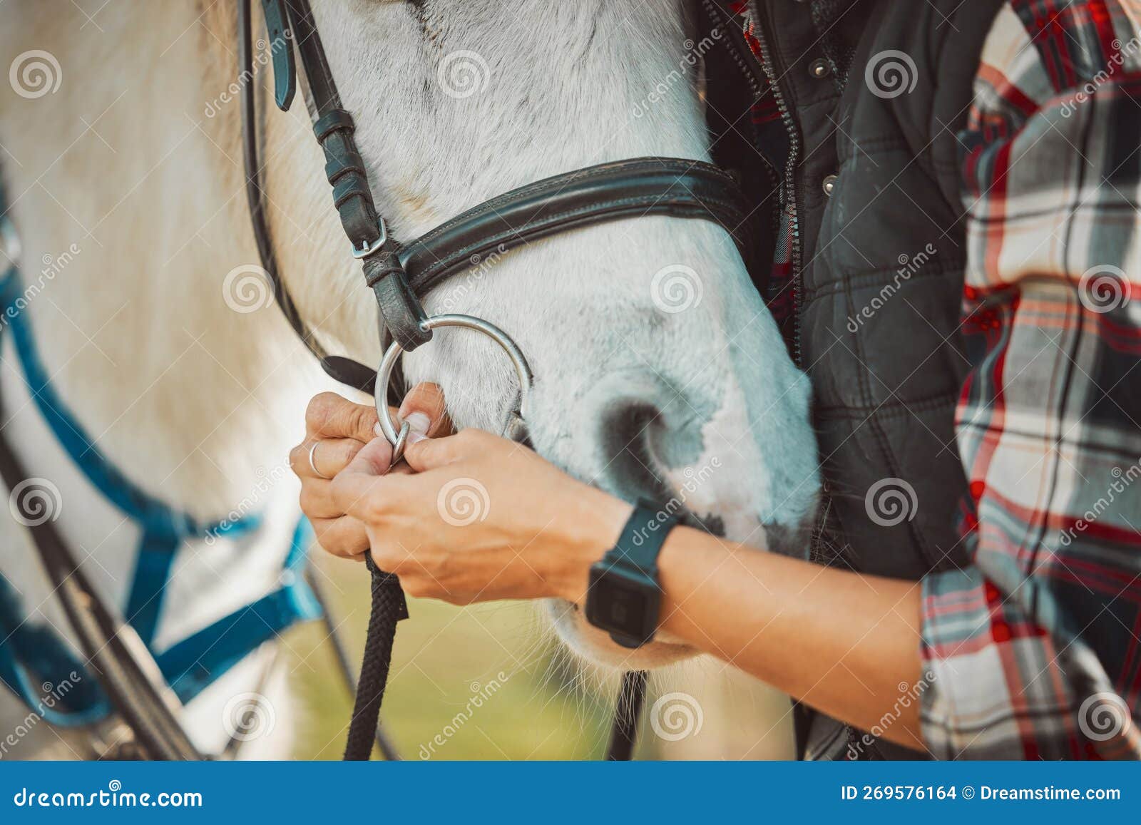 Horse, Riding and Equestrian with Person and Saddle Up Animal Outdoor ...