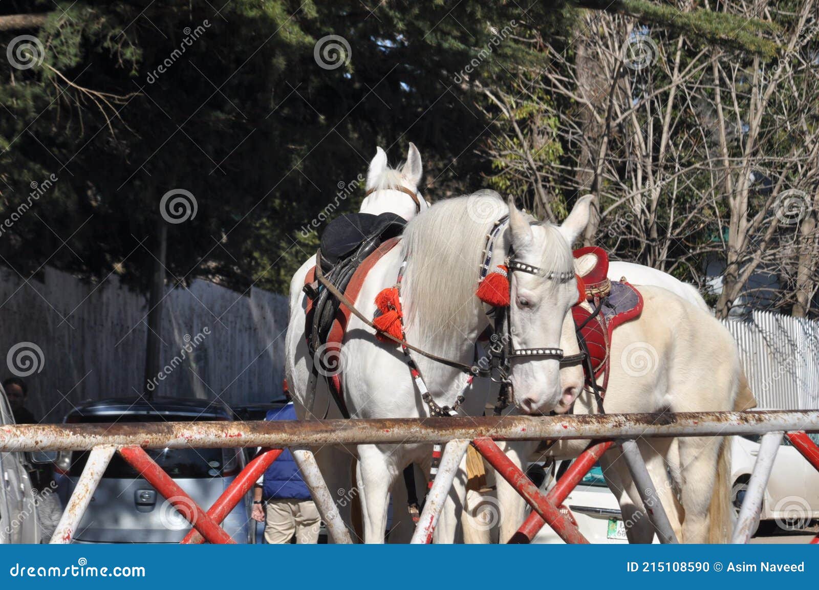 Horse Riding in Murree Pakistan Editorial Image Image of pakistan