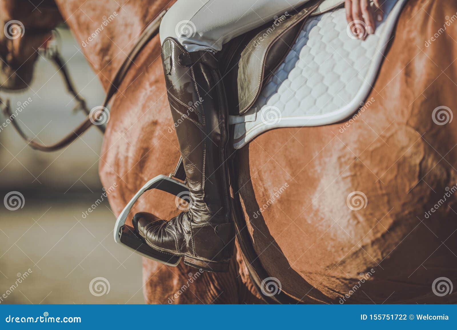 horse riding stirrups