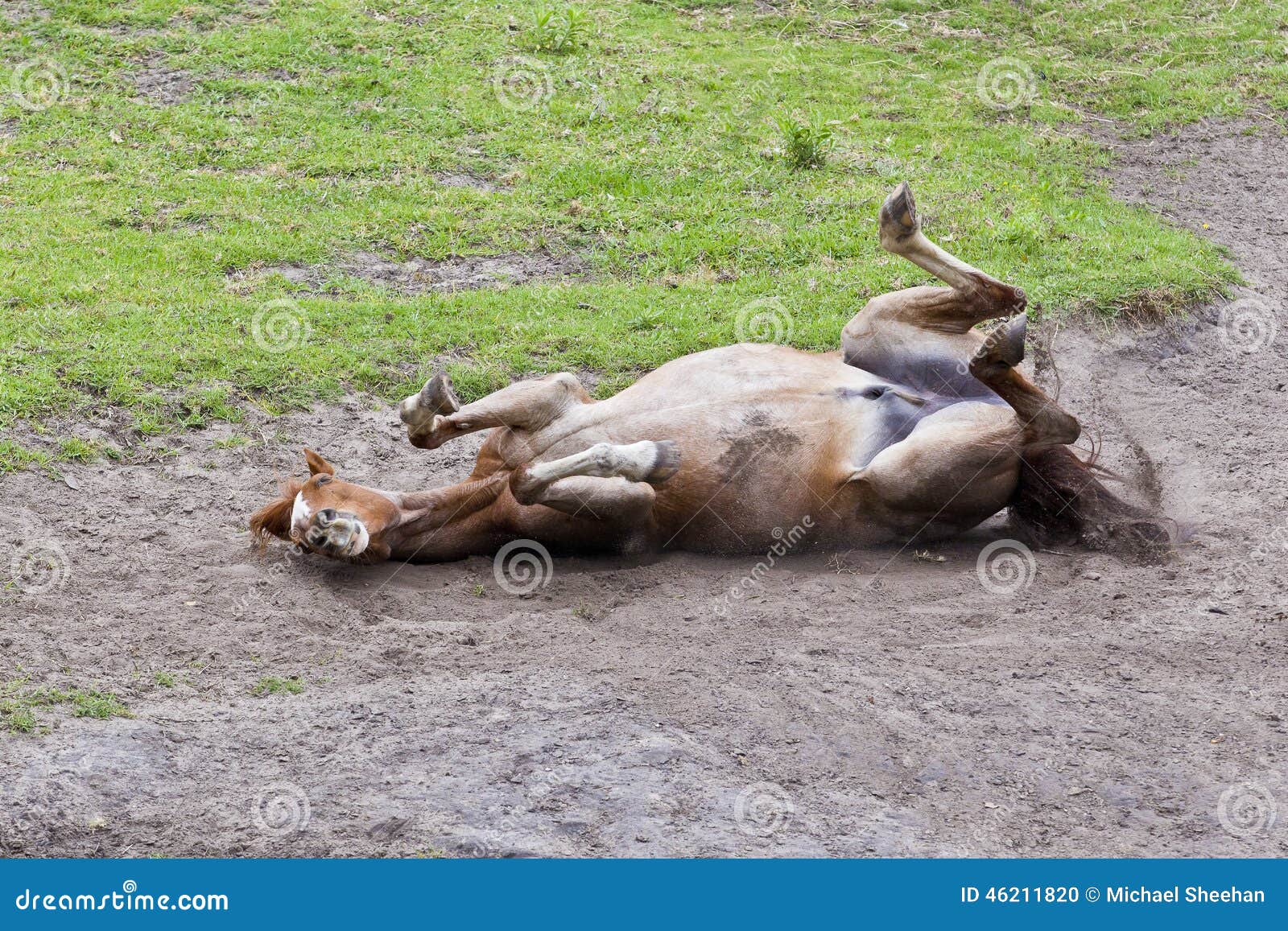 Horse Rolling In Sand Stock Photo Image 46211820