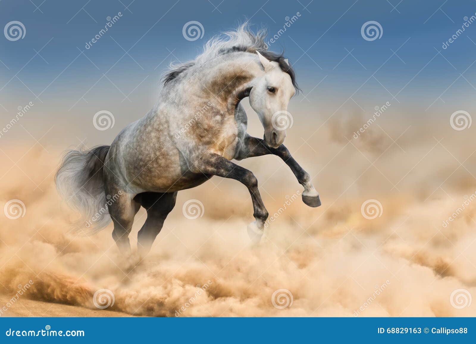 Horse run in dust stock image. Image of stallion, power 68829163