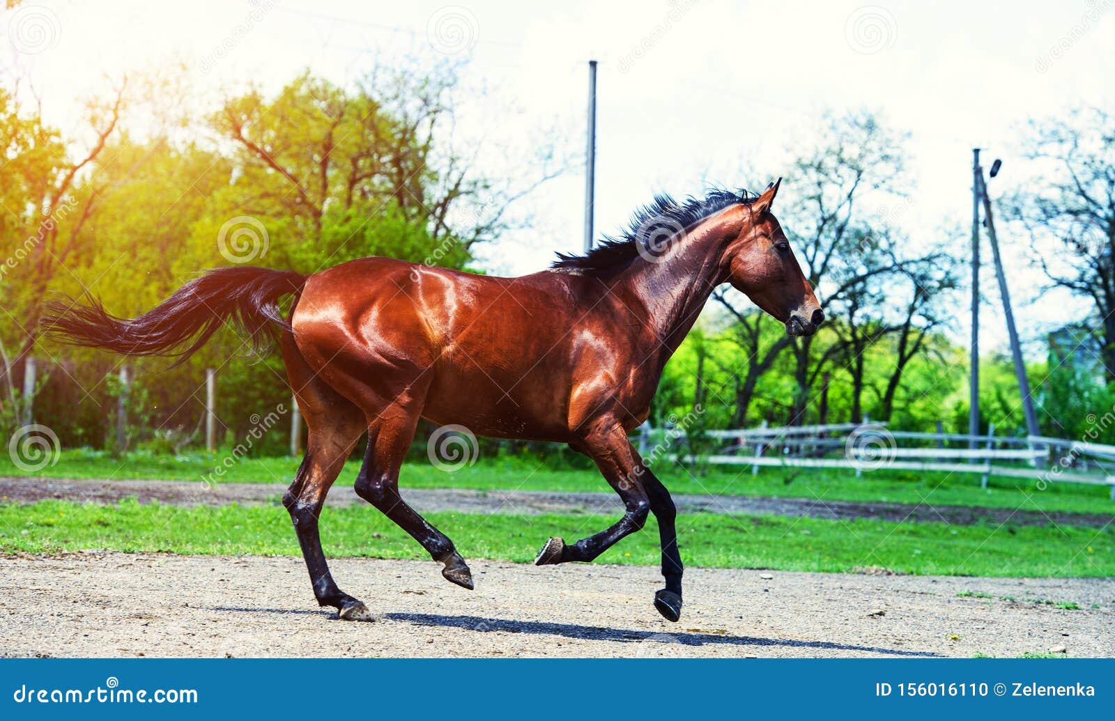 Horse run gallop in meadow stock photo. Image of jockey 156016110