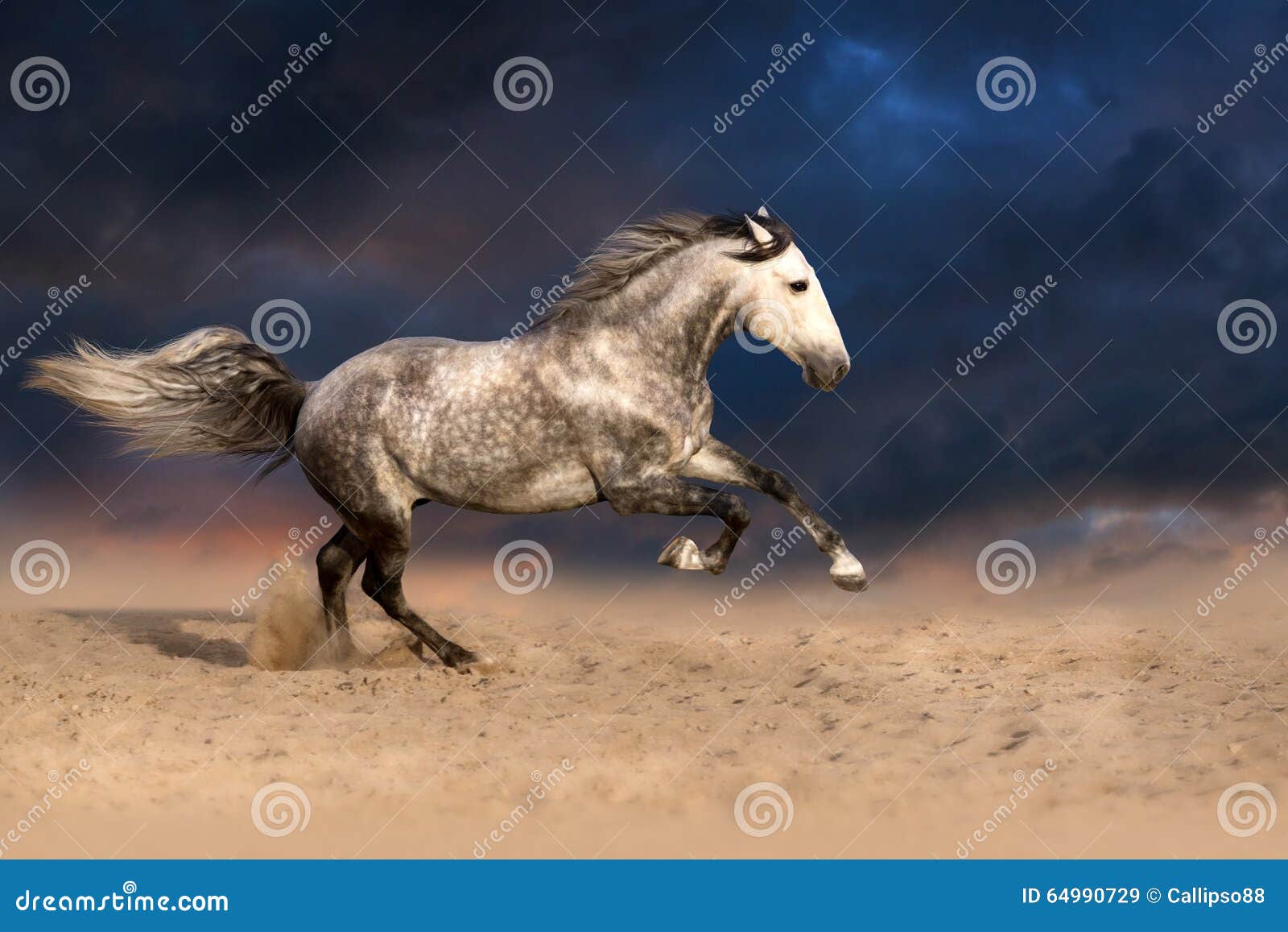 horse run gallop at sunset