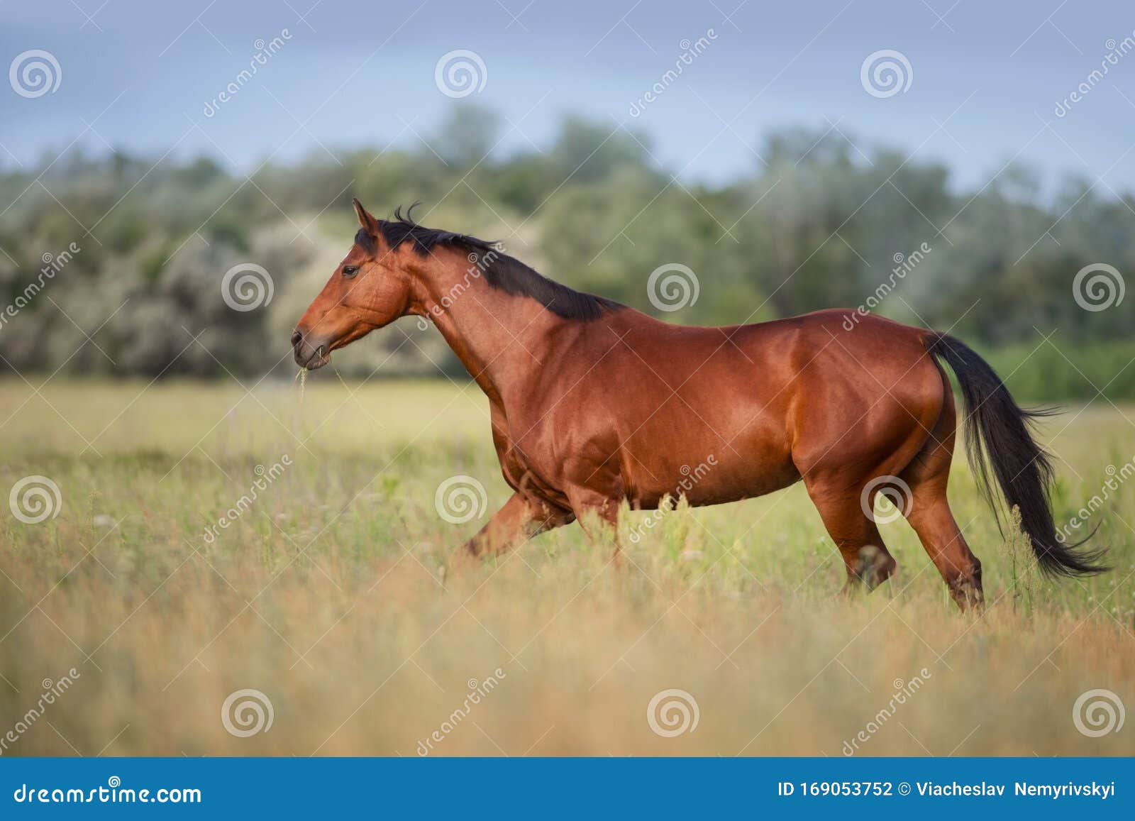 Horse run on pasture stock photo. Image of equine, nature 169053752