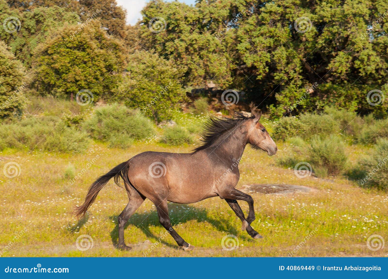Horse Running in a Green Field Stock Image Image of grass, pasture 40869449