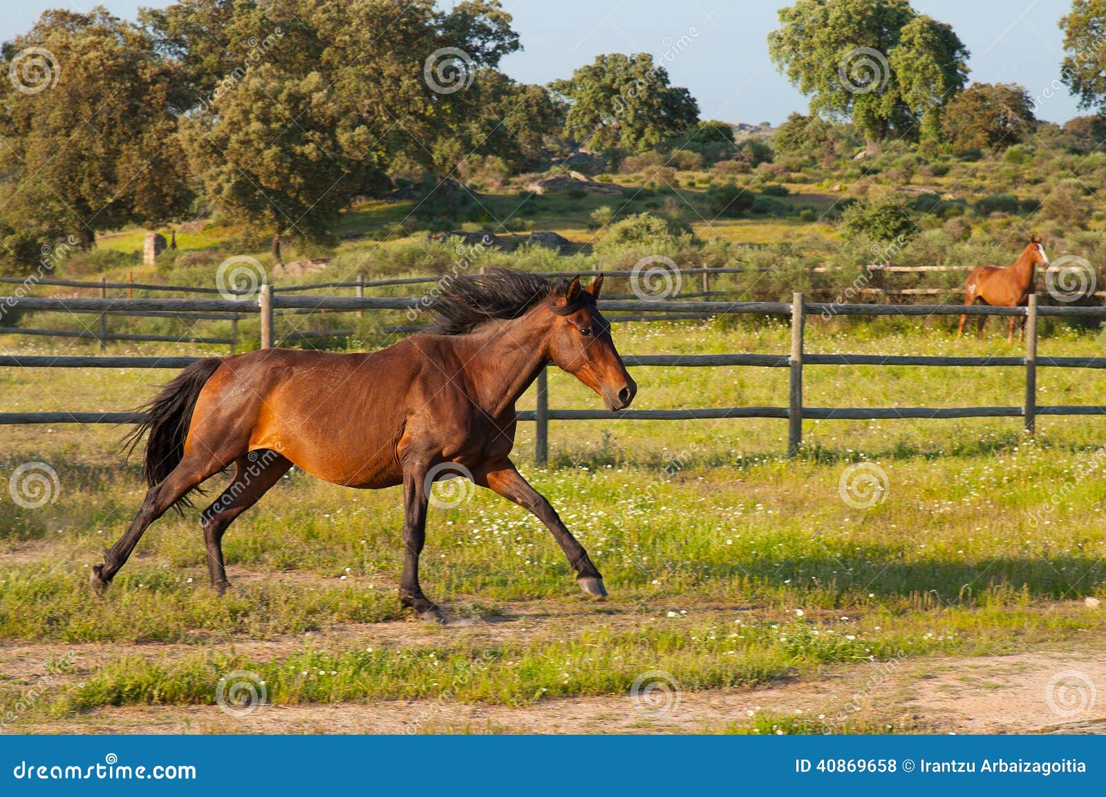 Horse Running in a Green Field Stock Photo Image of mare, motion 40869658