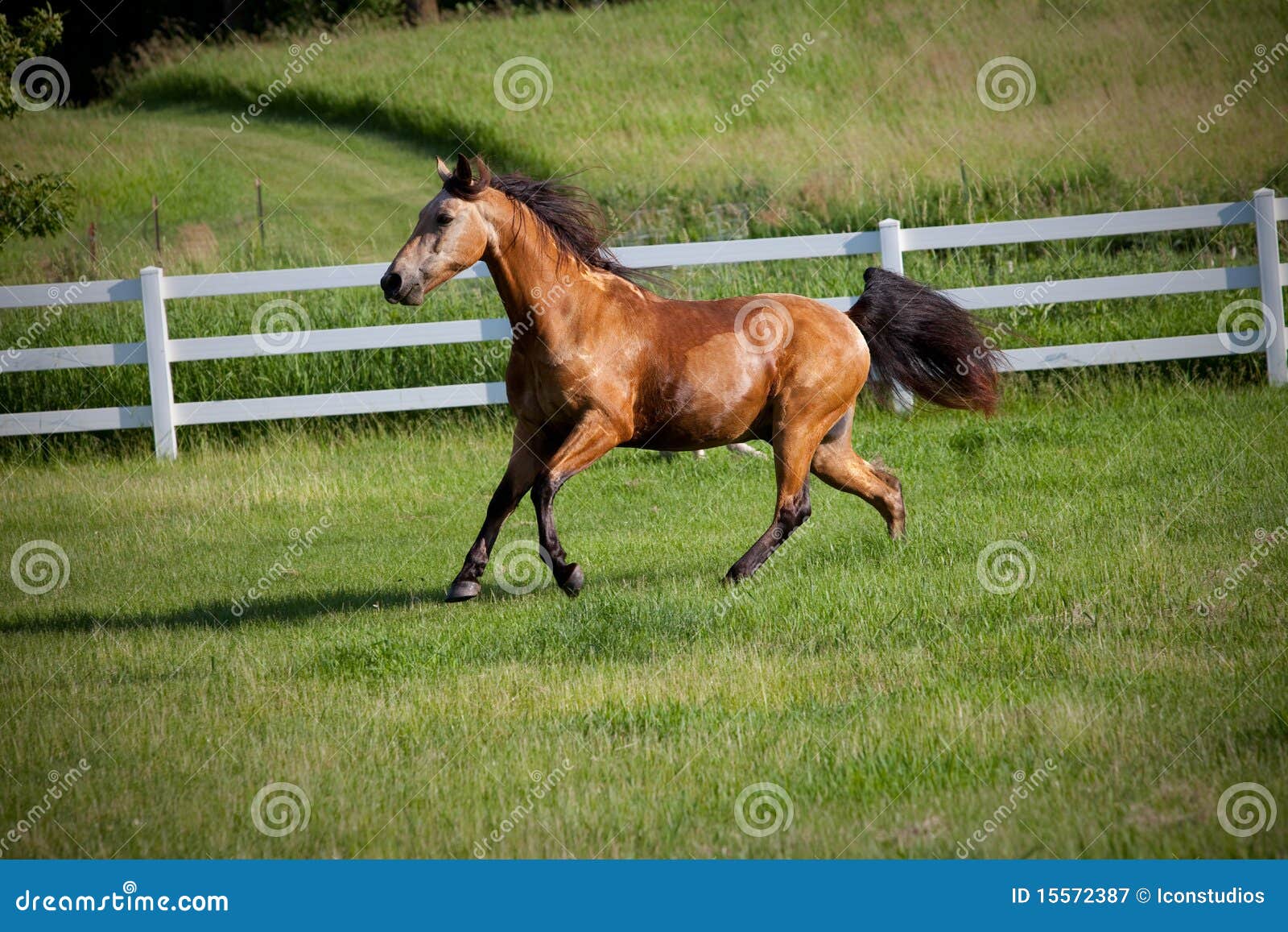 Horse Running on Hill in Fenced Pasture Stock Image Image of summer