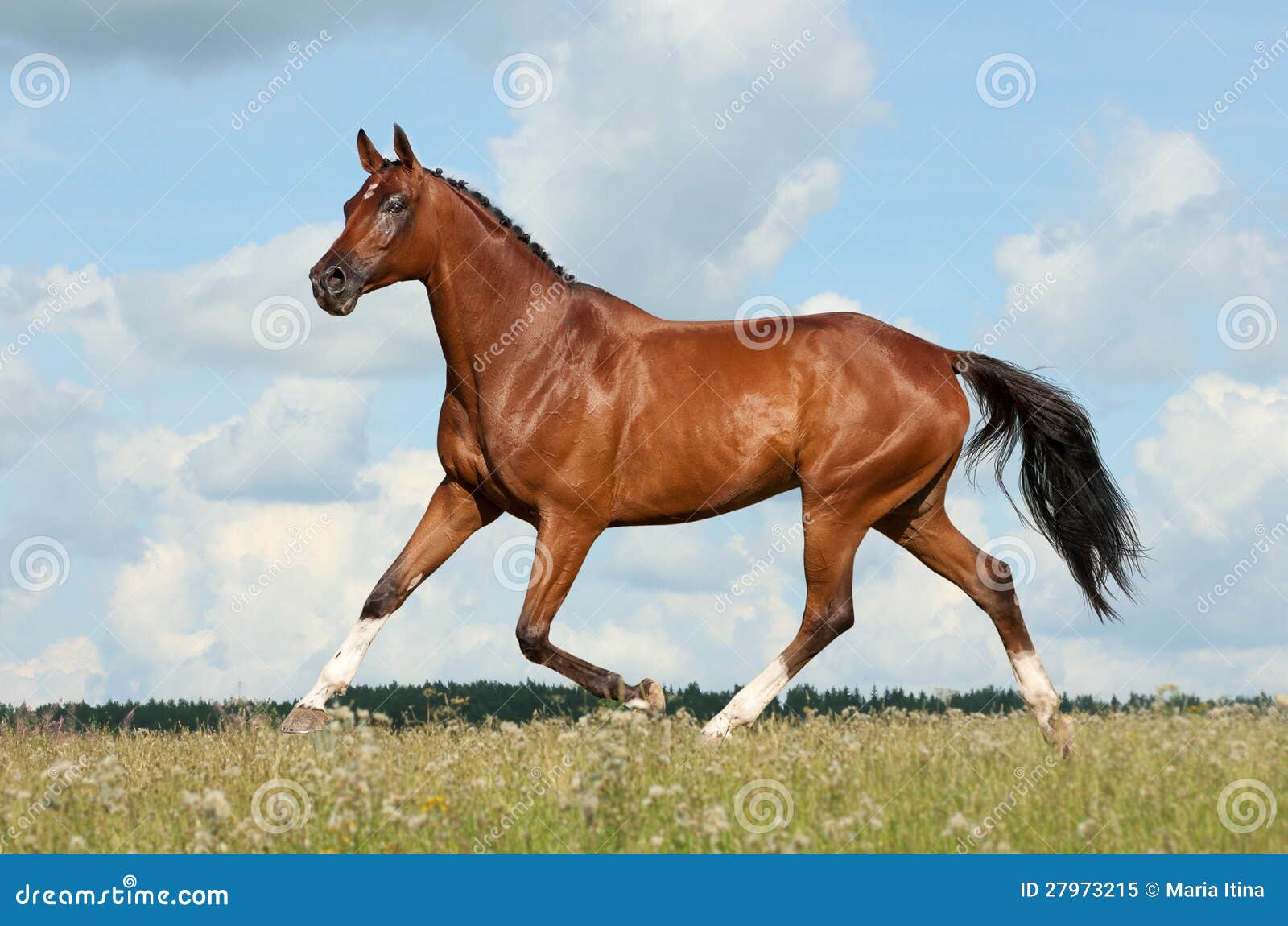 Horse runs stock image. Image of forward, arabian, motion 27973215