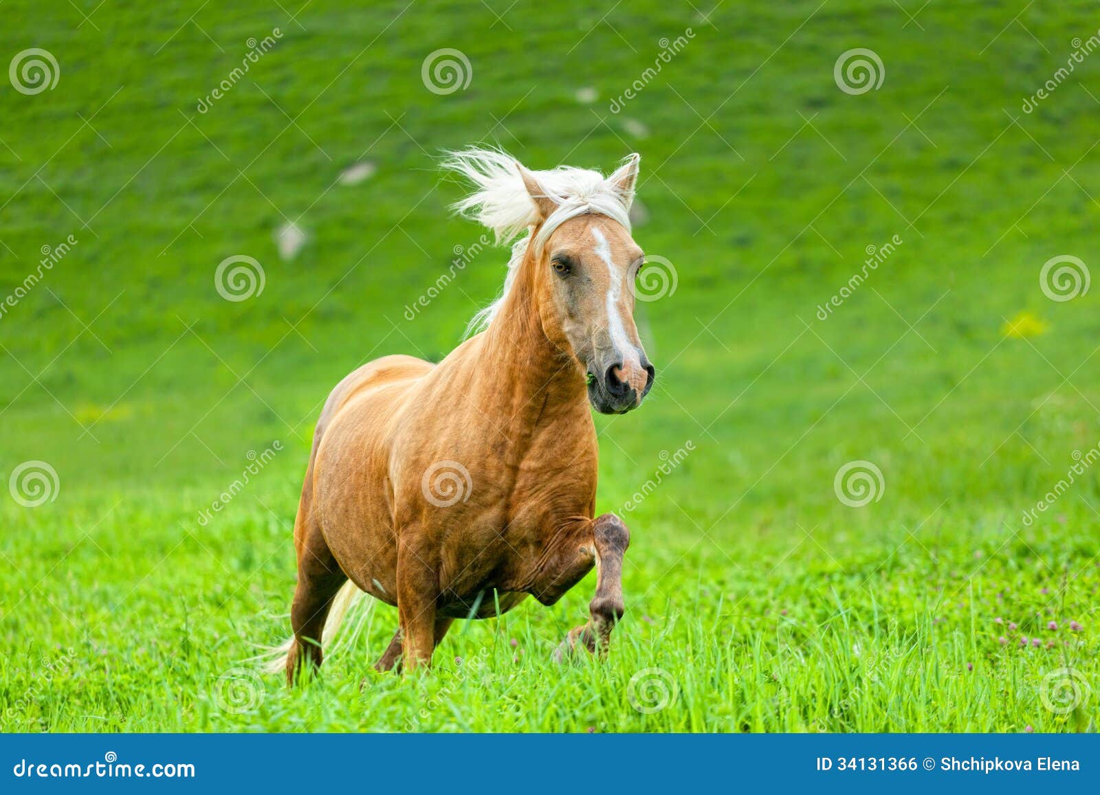 Horse runs stock photo. Image of beautiful, mammal, freedom 34131366