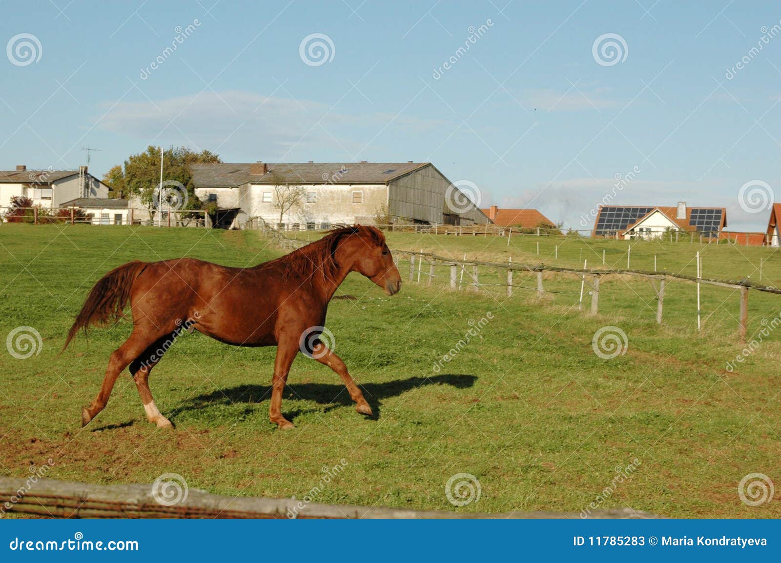 Horse runs on pasture. stock image. Image of grass, farm 11785283