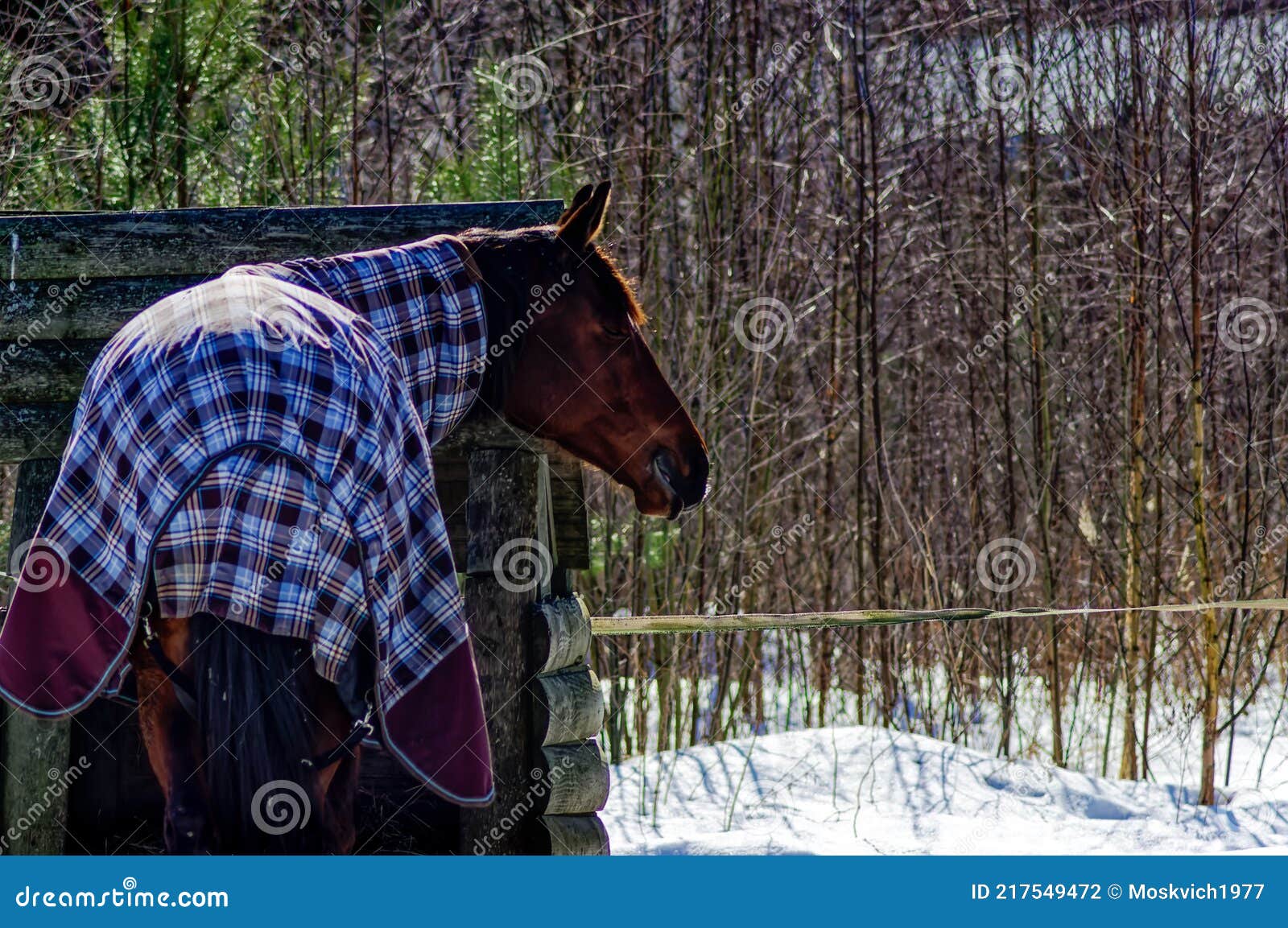 horse with a s culpa in the open pasture