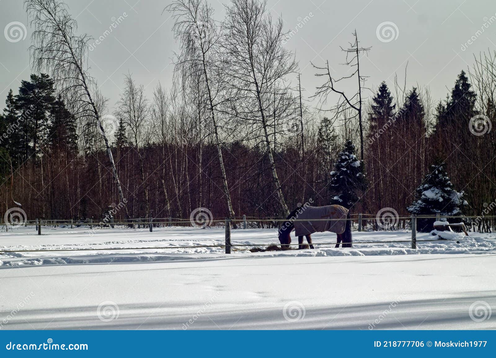 horse with a s culpa in the open pasture