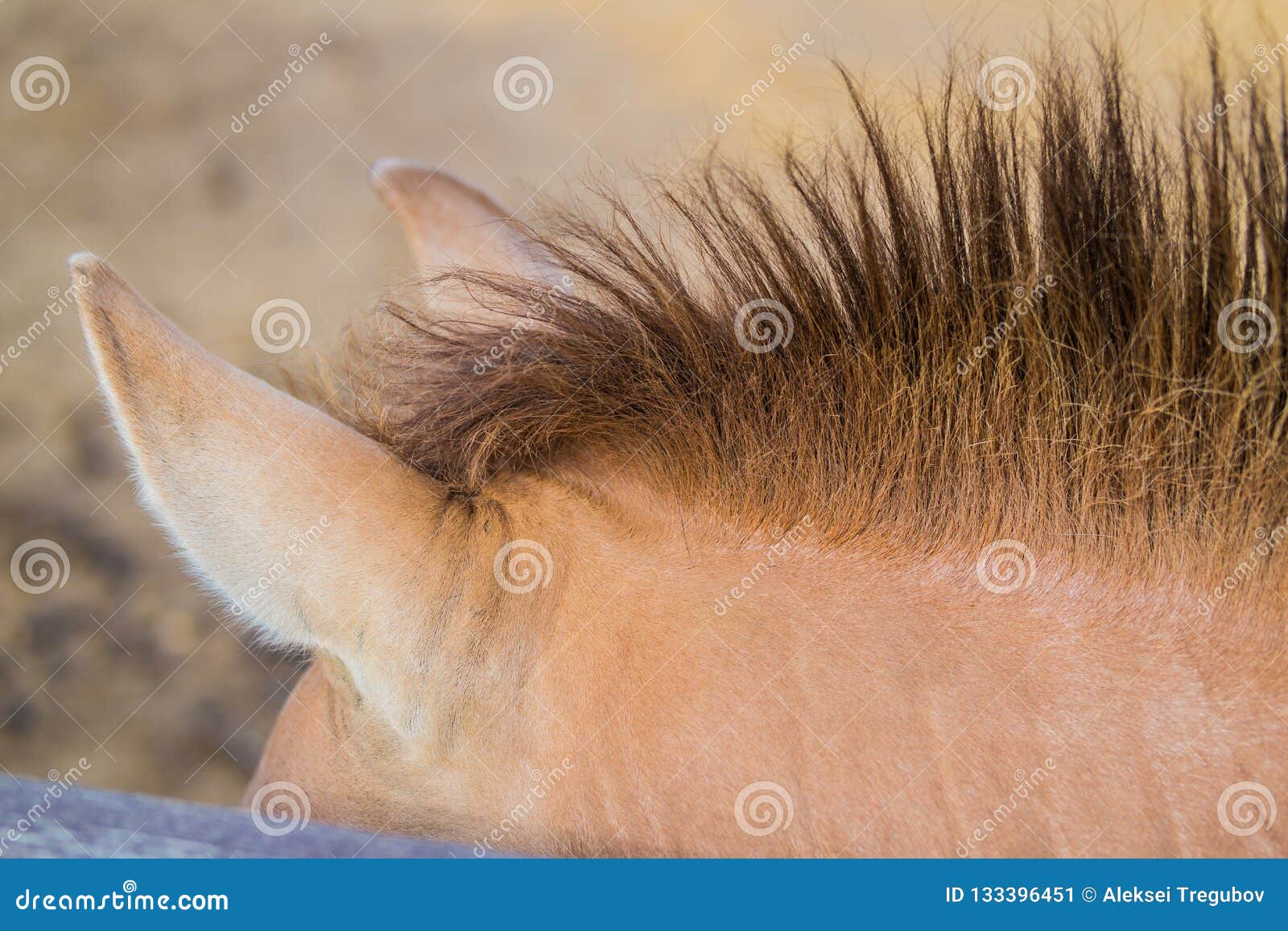 Horse`s Ears and Mane at the Zoo Stock Image Image of chestnut