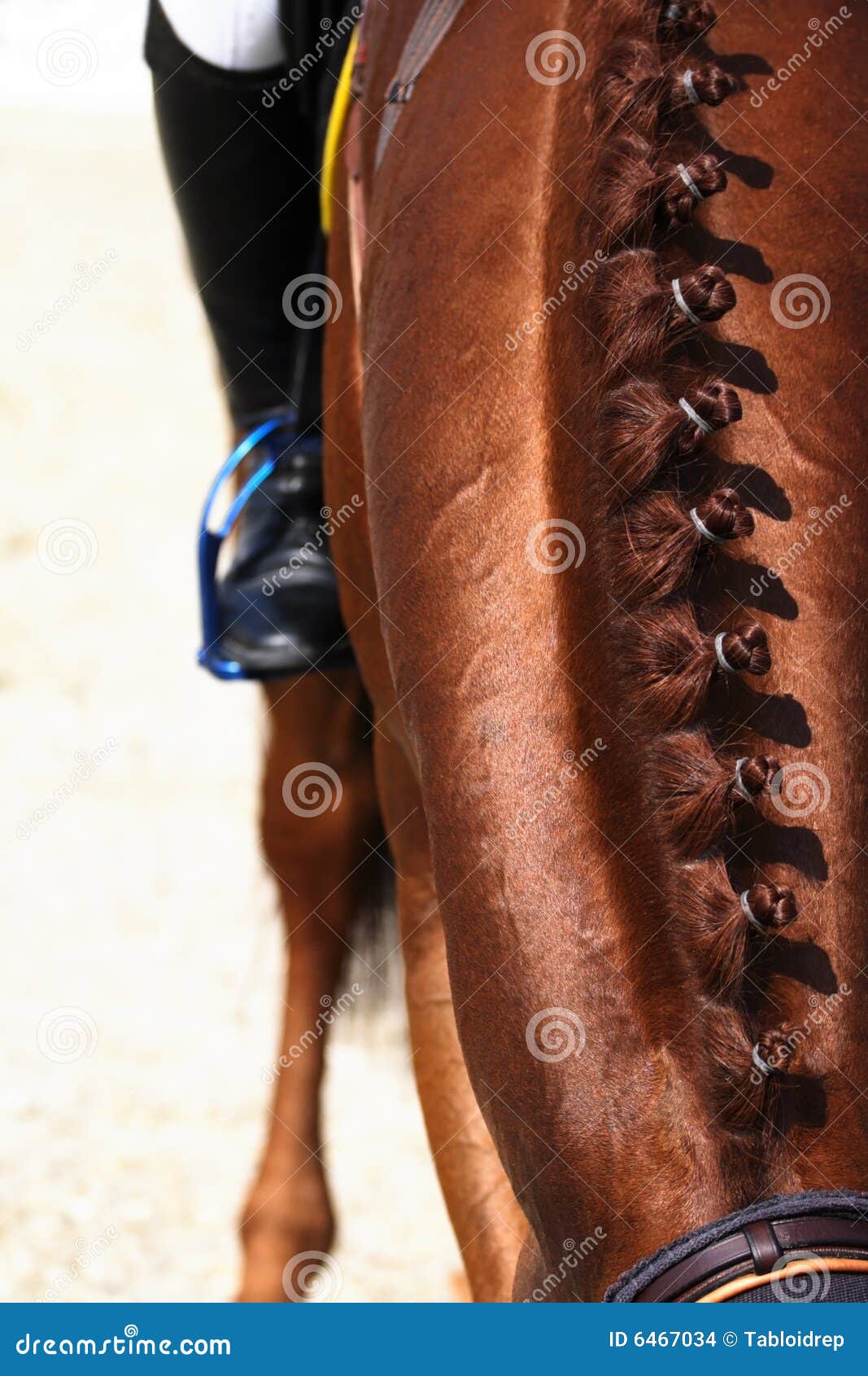 Horse s haircut isolated stock photo. Image of saddle 6467034