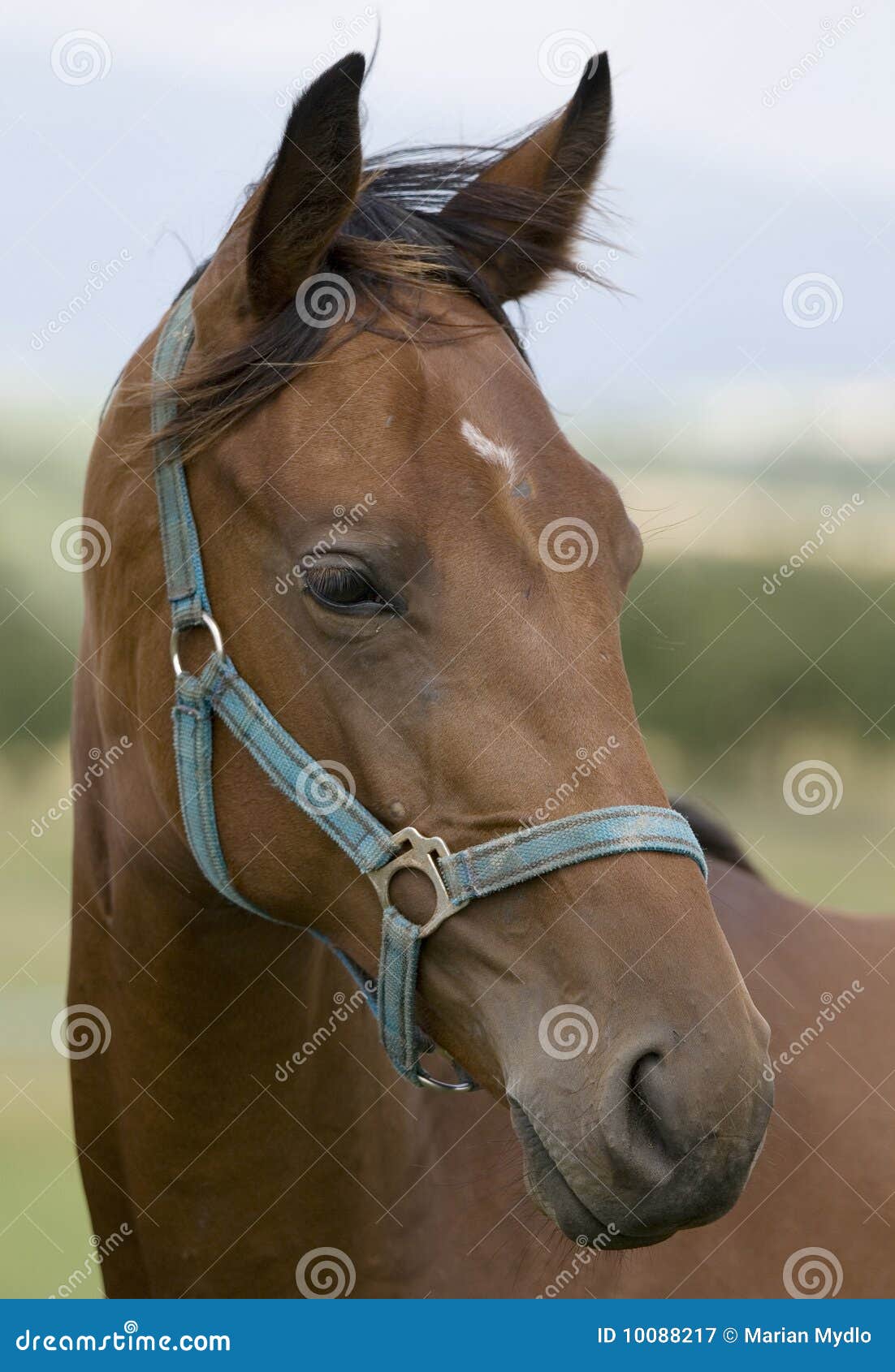 Horse Head Horse Head
