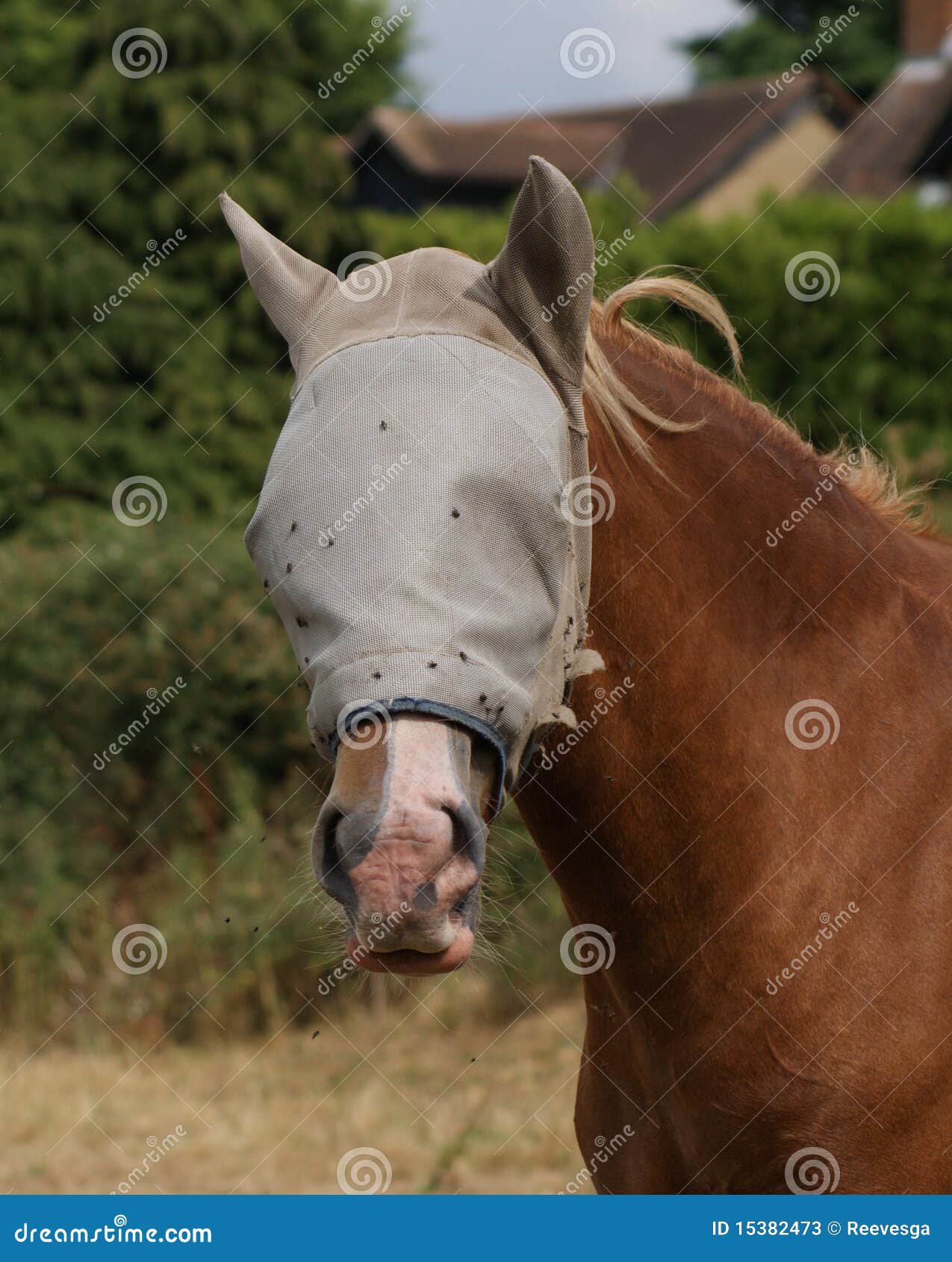Horse s headcover stock image. Image of grassy, ears 15382473