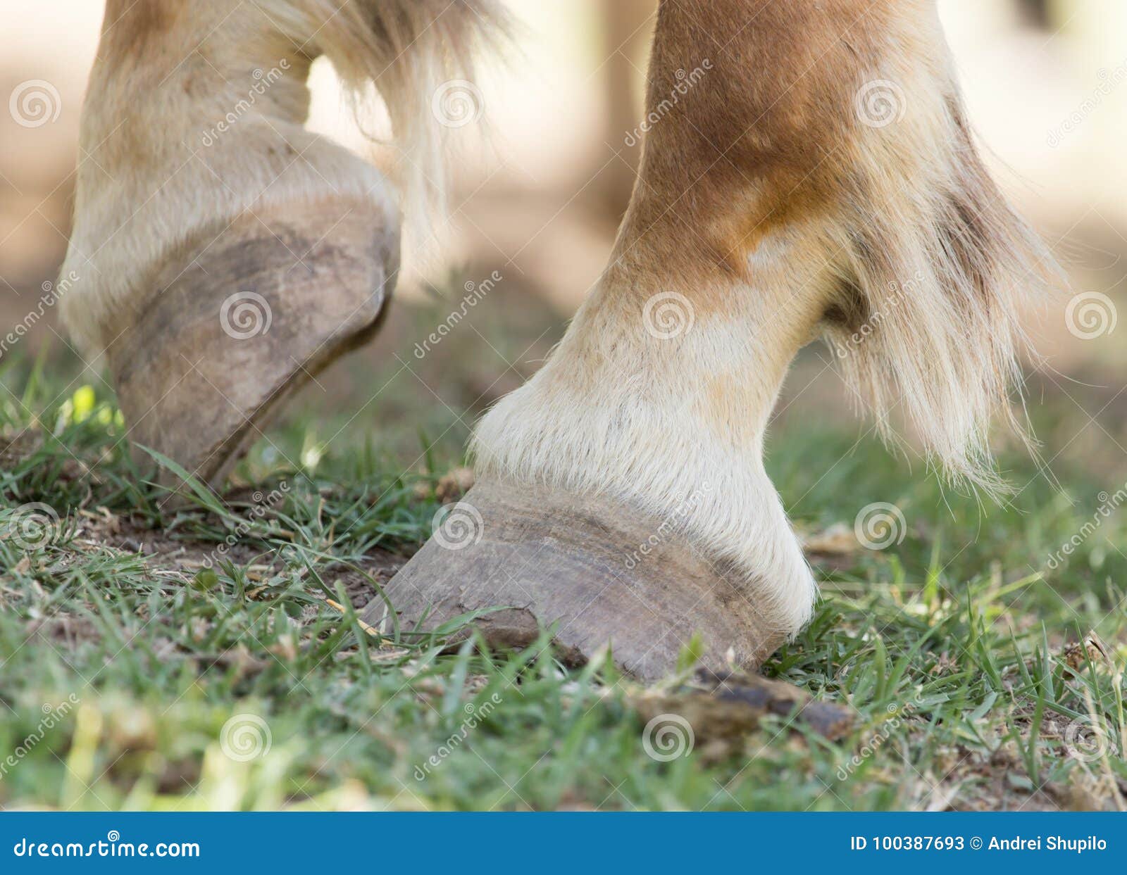 The Horse`s Hooves on the Nature Stock Image Image of gambling, speed