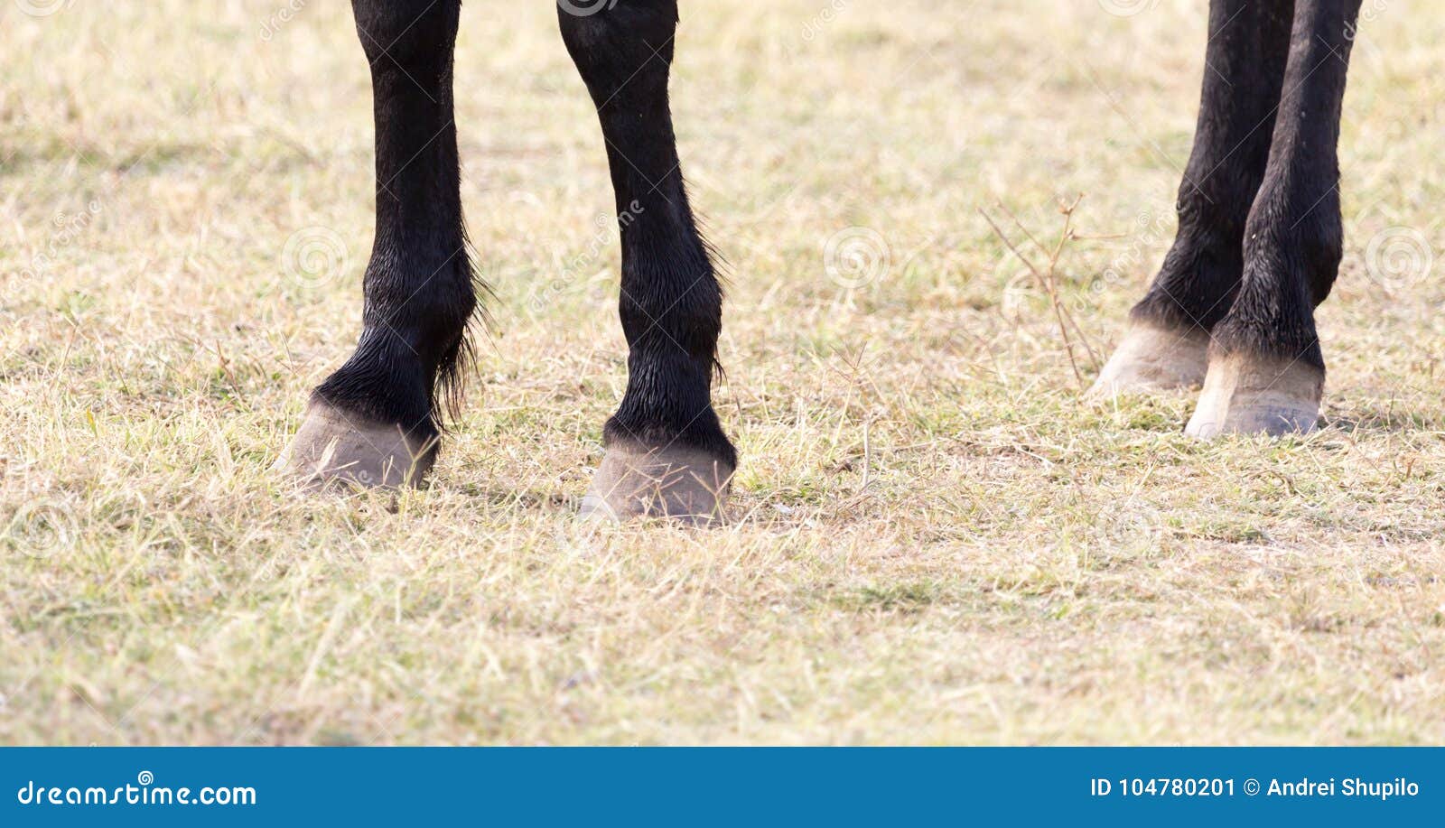 The Horse`s Hooves on the Nature Stock Image Image of equestrian