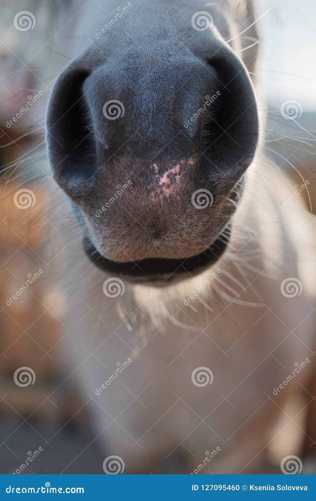The Horse`s Nose is Closeup. Portrait of a Horse Stock Photo Image