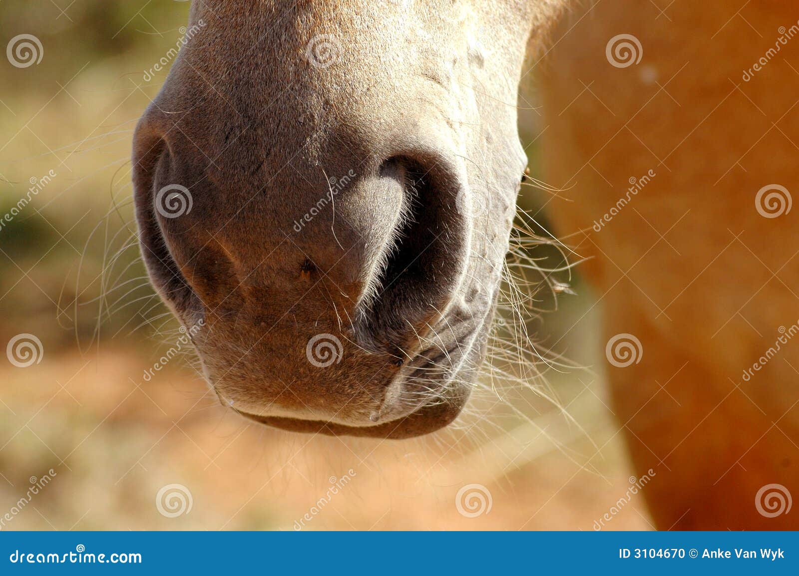 horse's nostrils