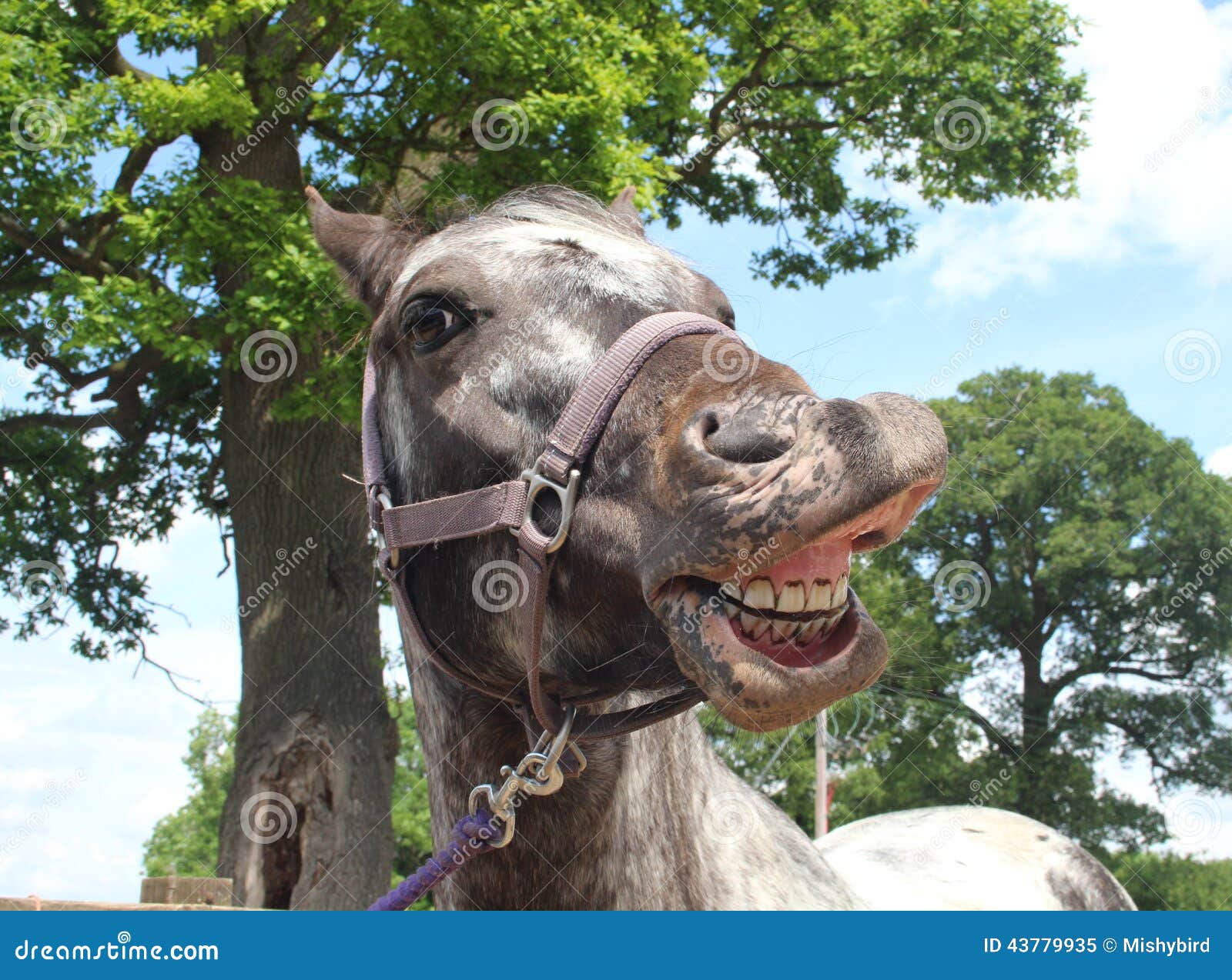 A horse Selfie stock image. Image of taking, gurn, laugh 43779935