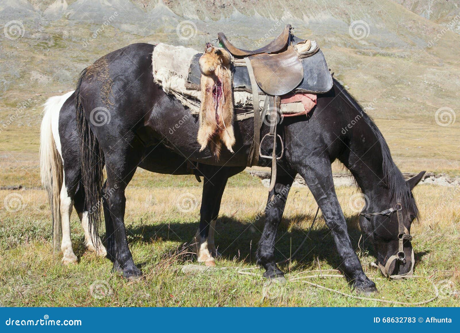 horse-shepherd-strapped-marmot-hunting-t