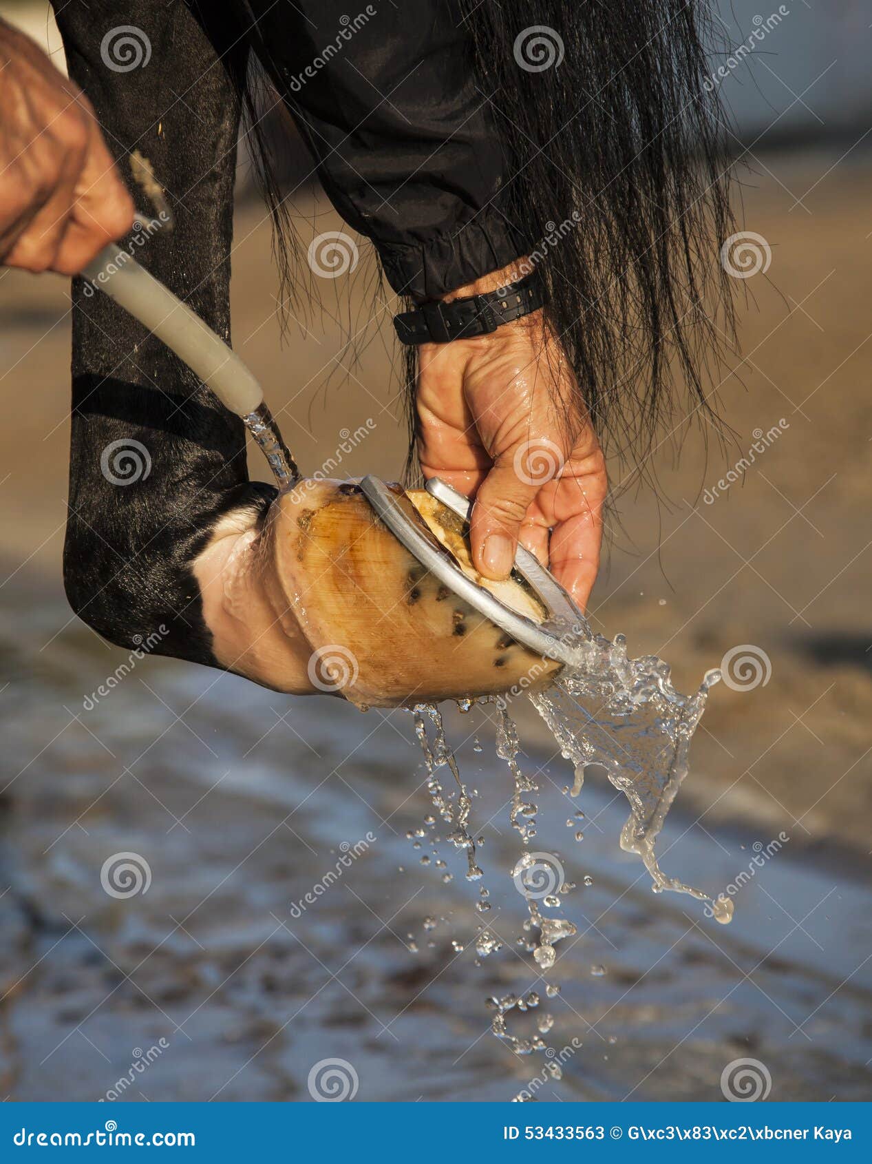 Horse shoe cleaning stock image. Image of splash, washing 53433563