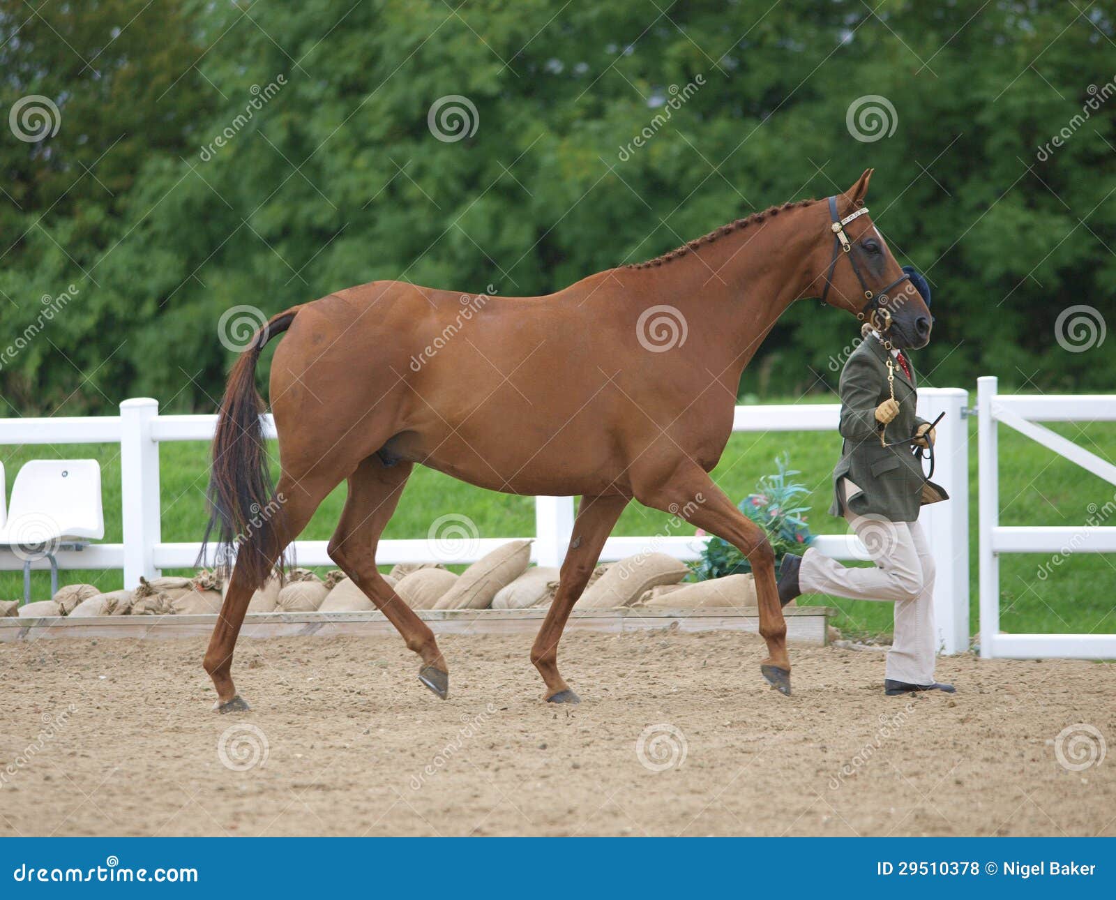 Horse in the Show Ring stock photo. Image of pony, bridle 29510378