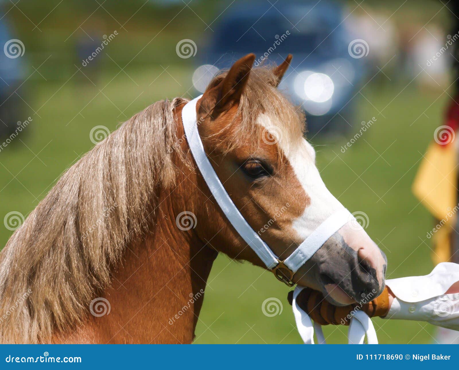 Horse in the Show Ring stock photo. Image of eyes, chestnut 111718690