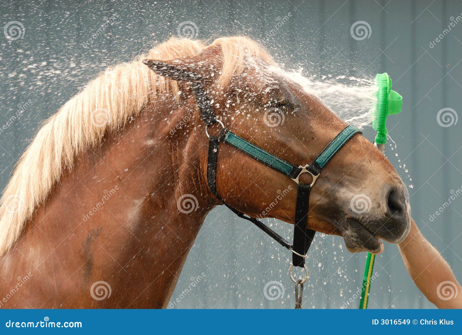 Horse shower stock image. Image of farm, spray, farming 3016549