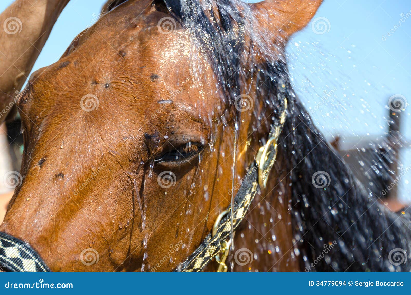 Horse in the shower stock photo. Image of farm, animal 34779094