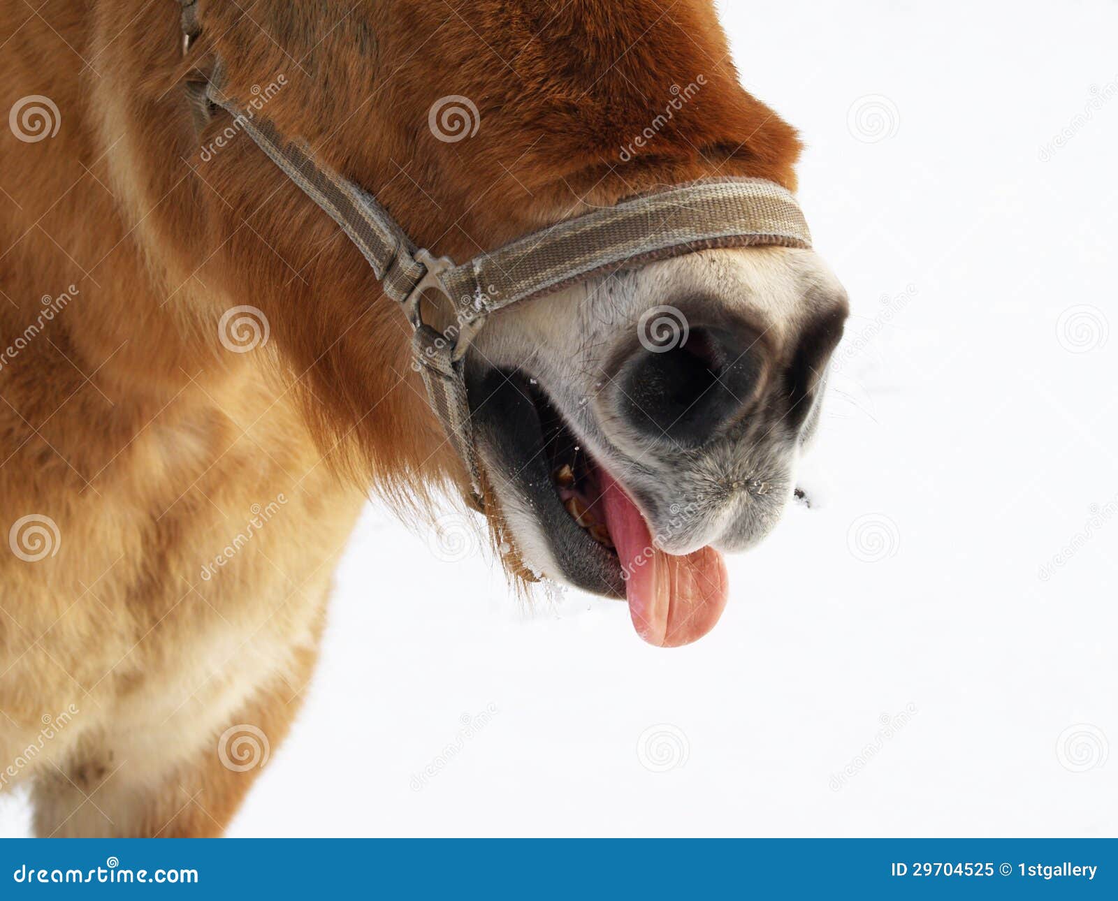 Horse (29) is Showing His Tongue Stock Image Image of joke, closeup