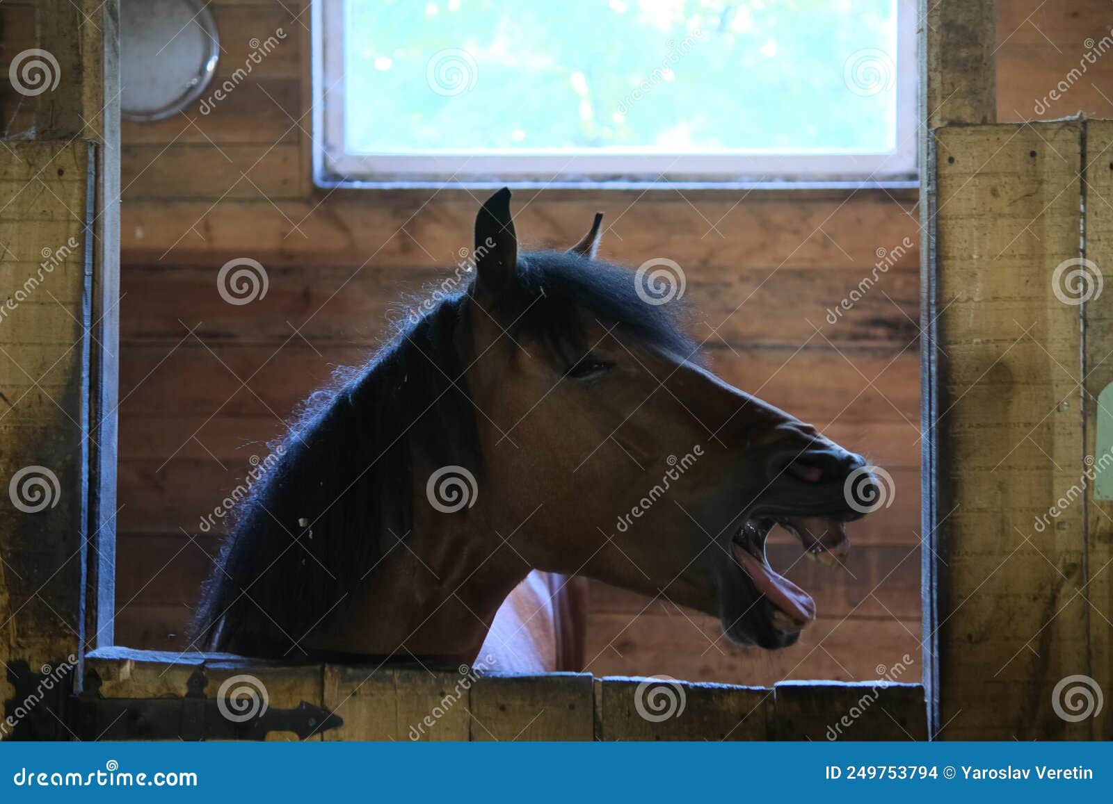 Horse Shows His Teeth in the Stable, Horse Stalls Stock Photo Image