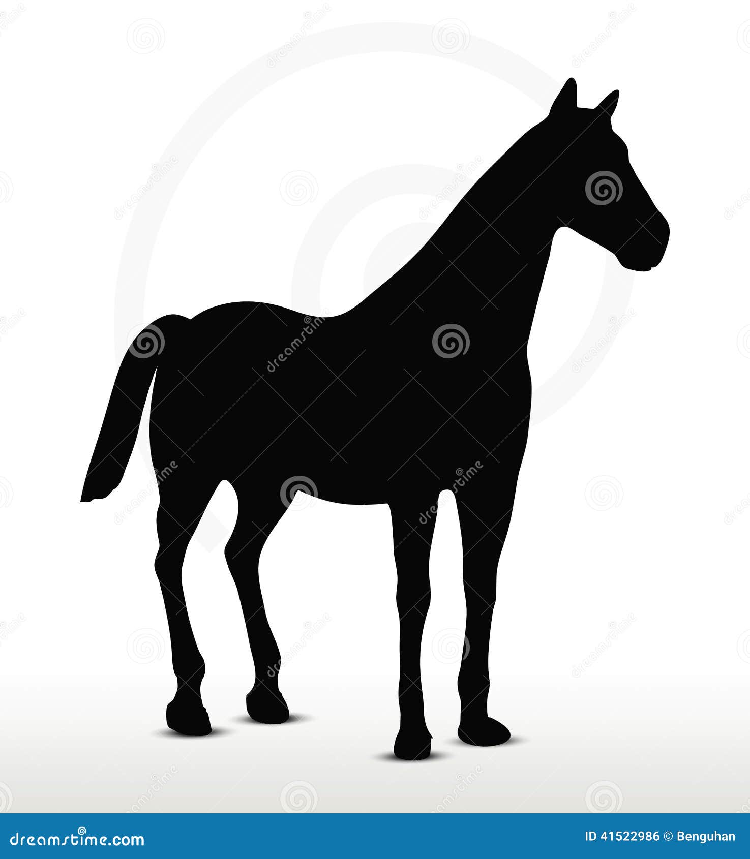 Horses Exercising Photos and Images | Shutterstock