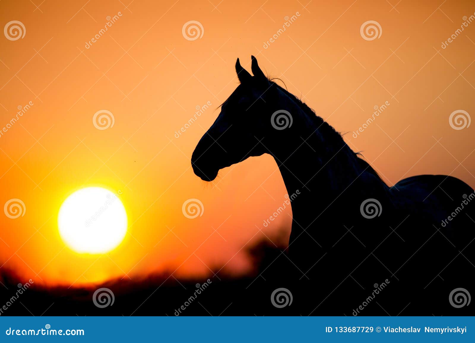 Horse silhouette at sunset stock image. Image of country 133687729