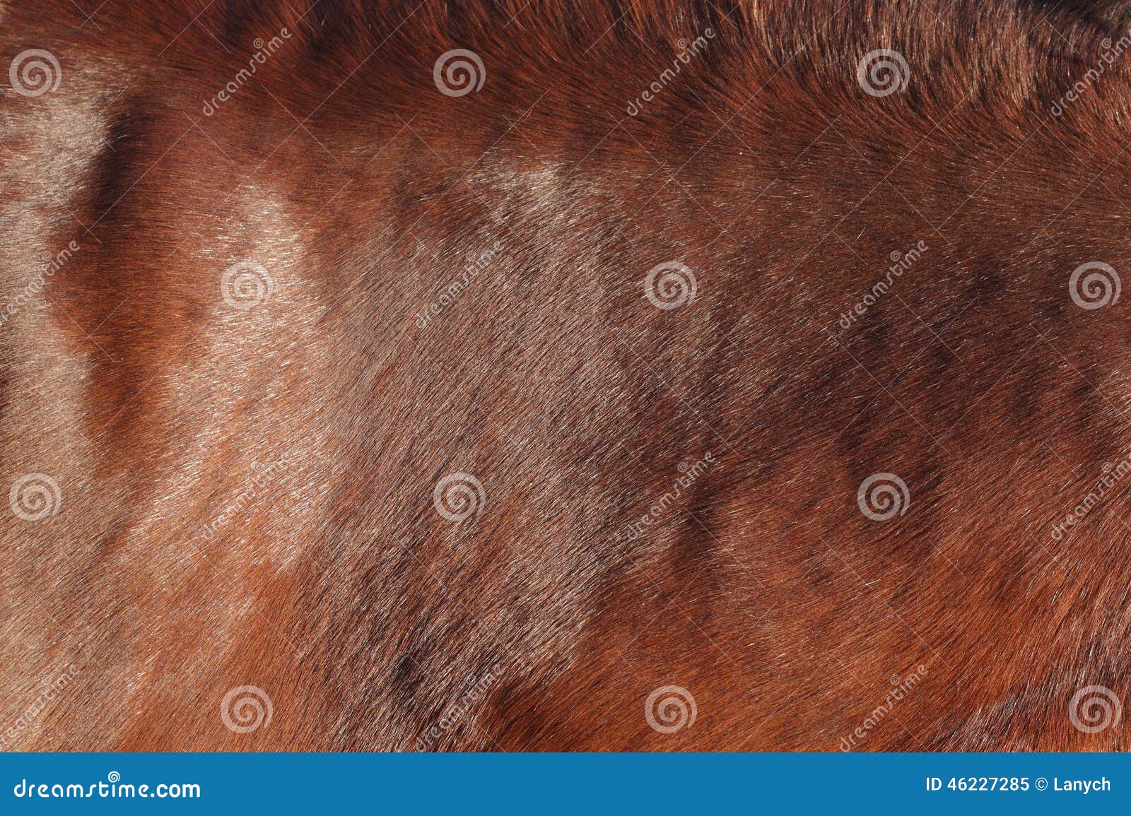 Horse skin background stock image. Image of fauna, savannah 46227285