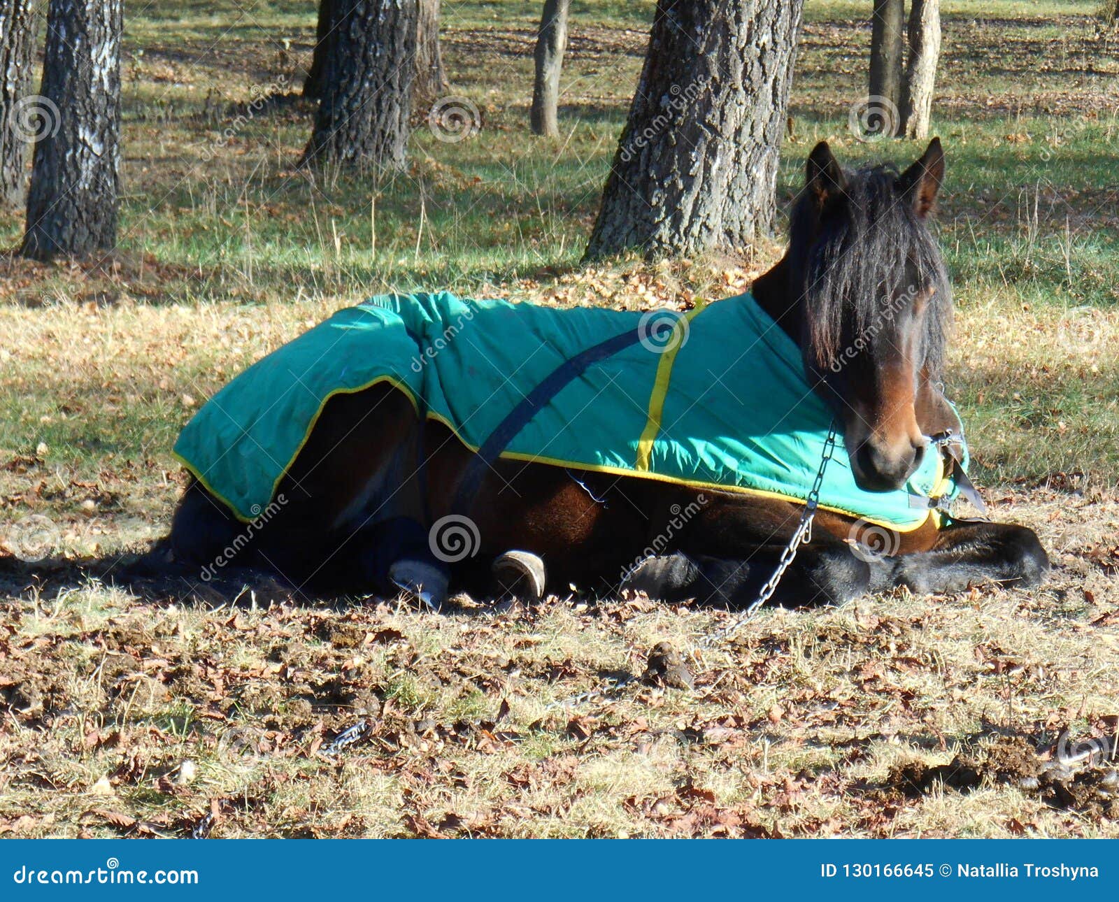 Horse Sleep in the Blanket in the Park Stock Image - Image of horse ...