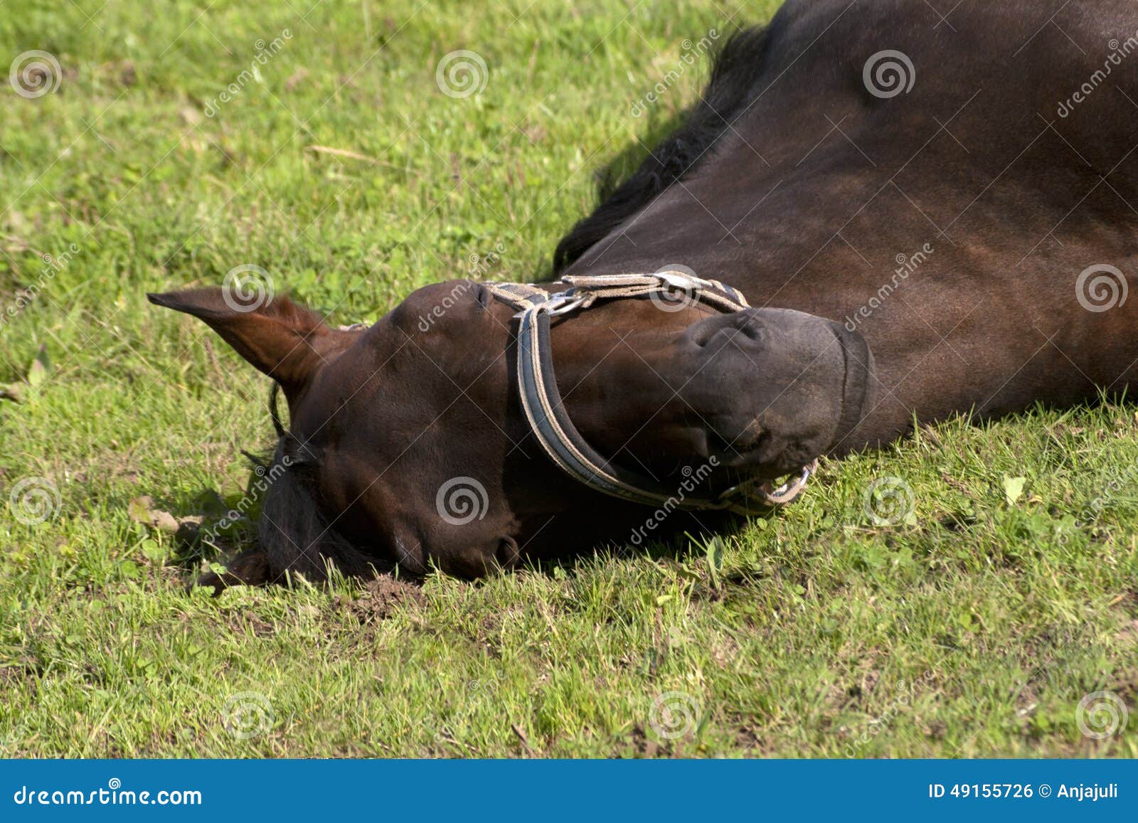 Horse Sleep Outside on Pasture Stock Photo Image of black, grass