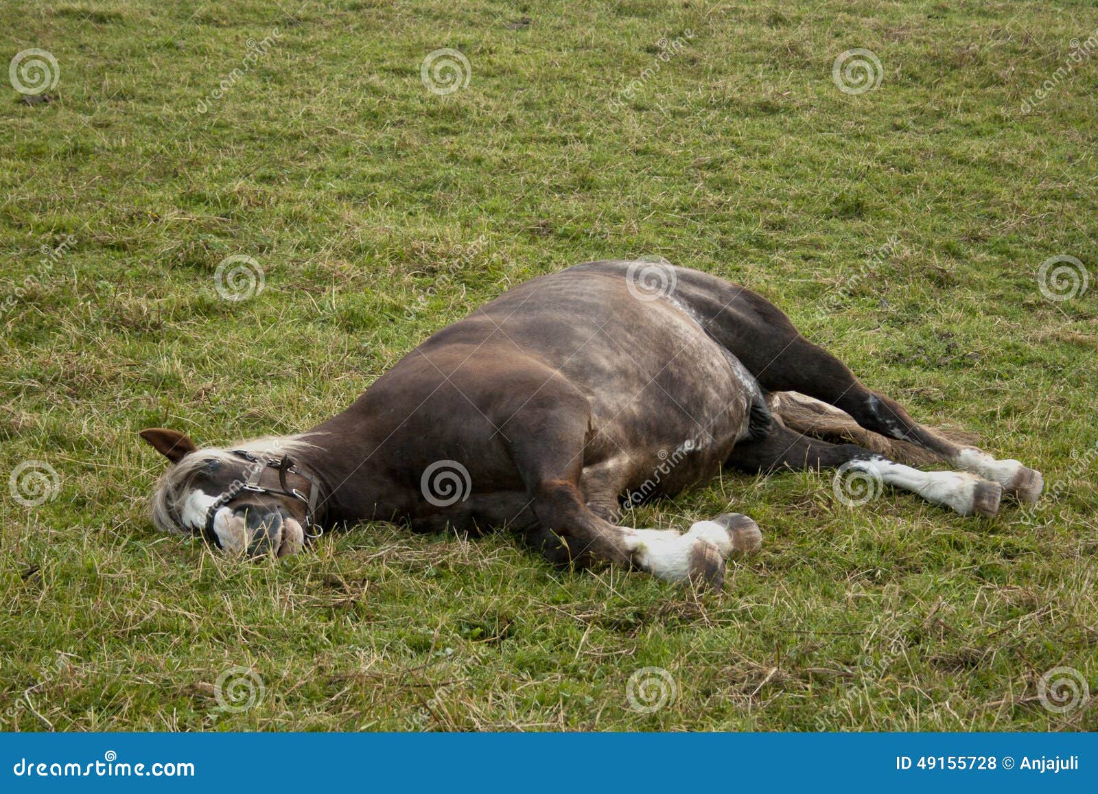 Horse Sleep Outside on Pasture Stock Photo Image of asleep, black