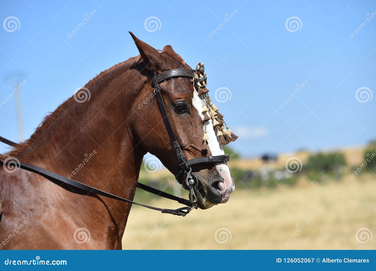 Horse in spain stock image. Image of wild, life, angry - 126052067