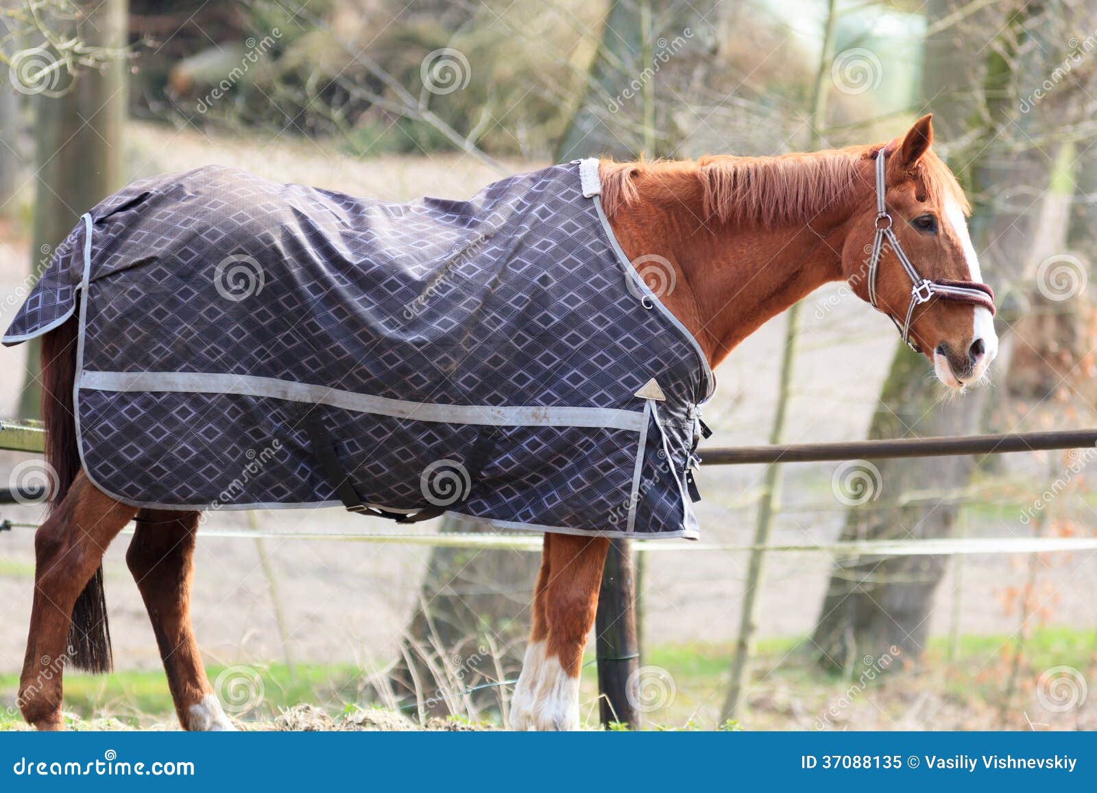 Horse. stock image. Image of cape, protective, clothing 37088135