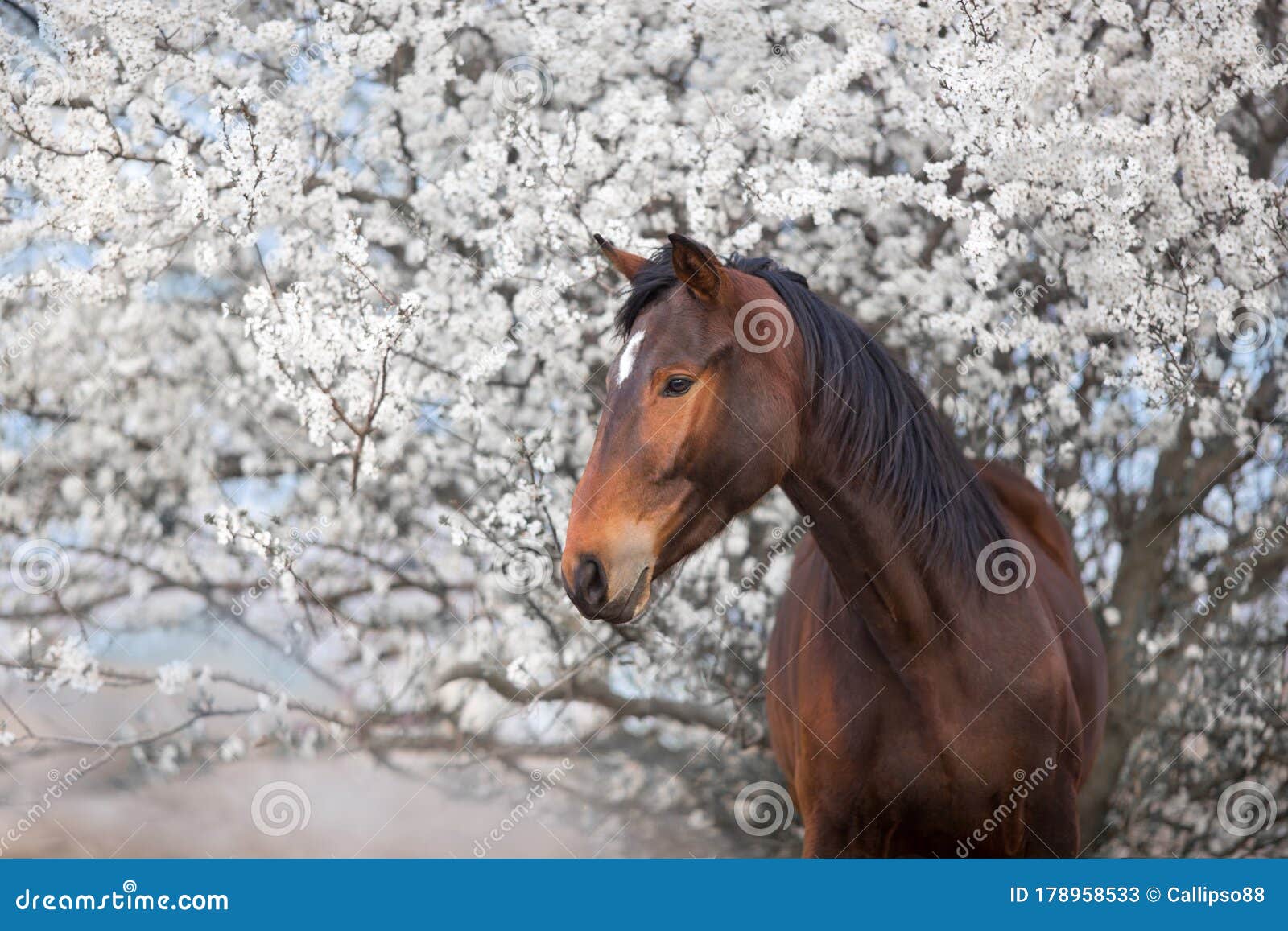 Horse on Spring Blossom Tree Stock Image Image of outside, looking