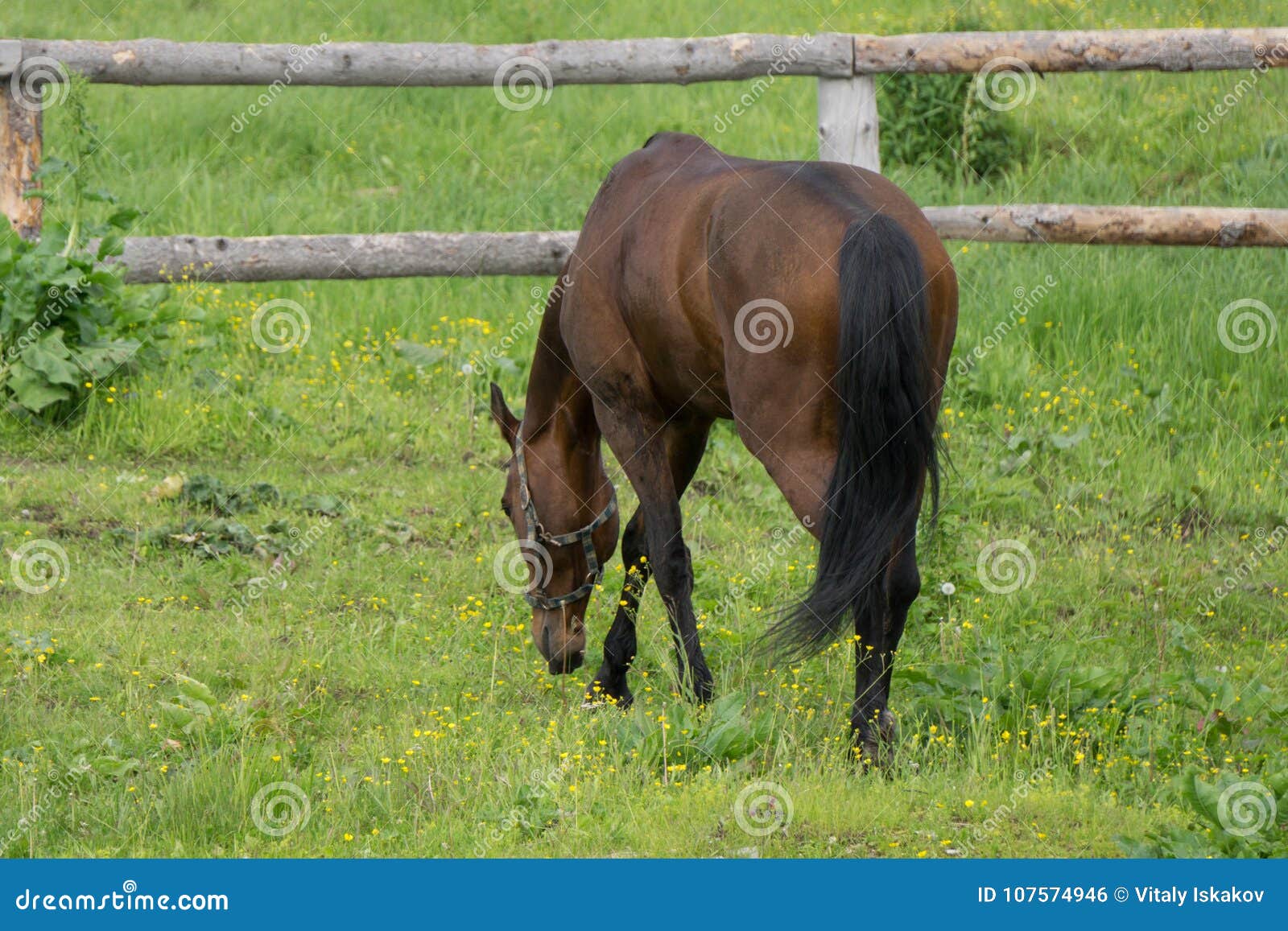 Horse on a Spring Pasture Chewing Grass One Stock Photo Image of