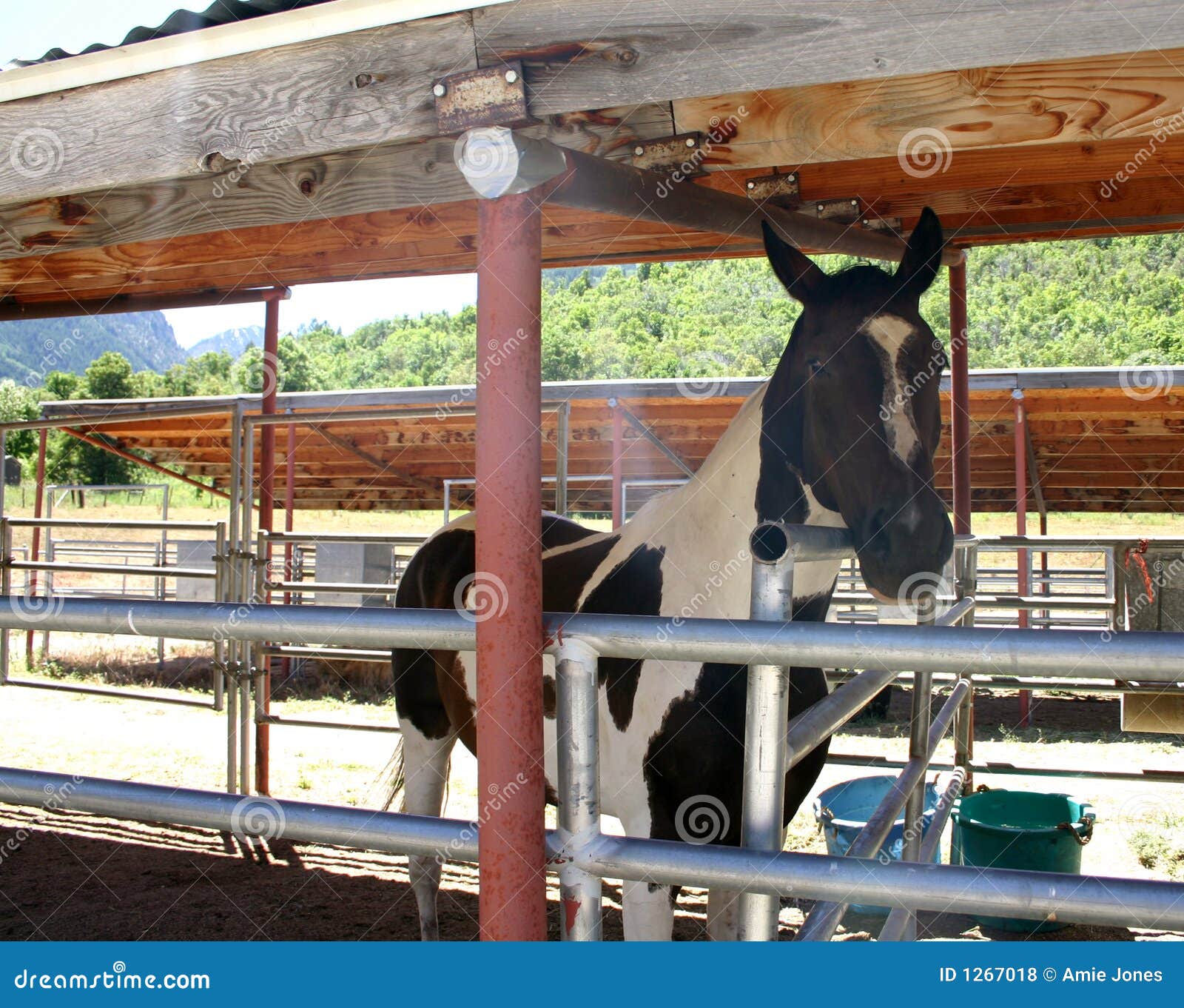 Horse in Stable stock photo. Image of ranch, animal, horse 1267018
