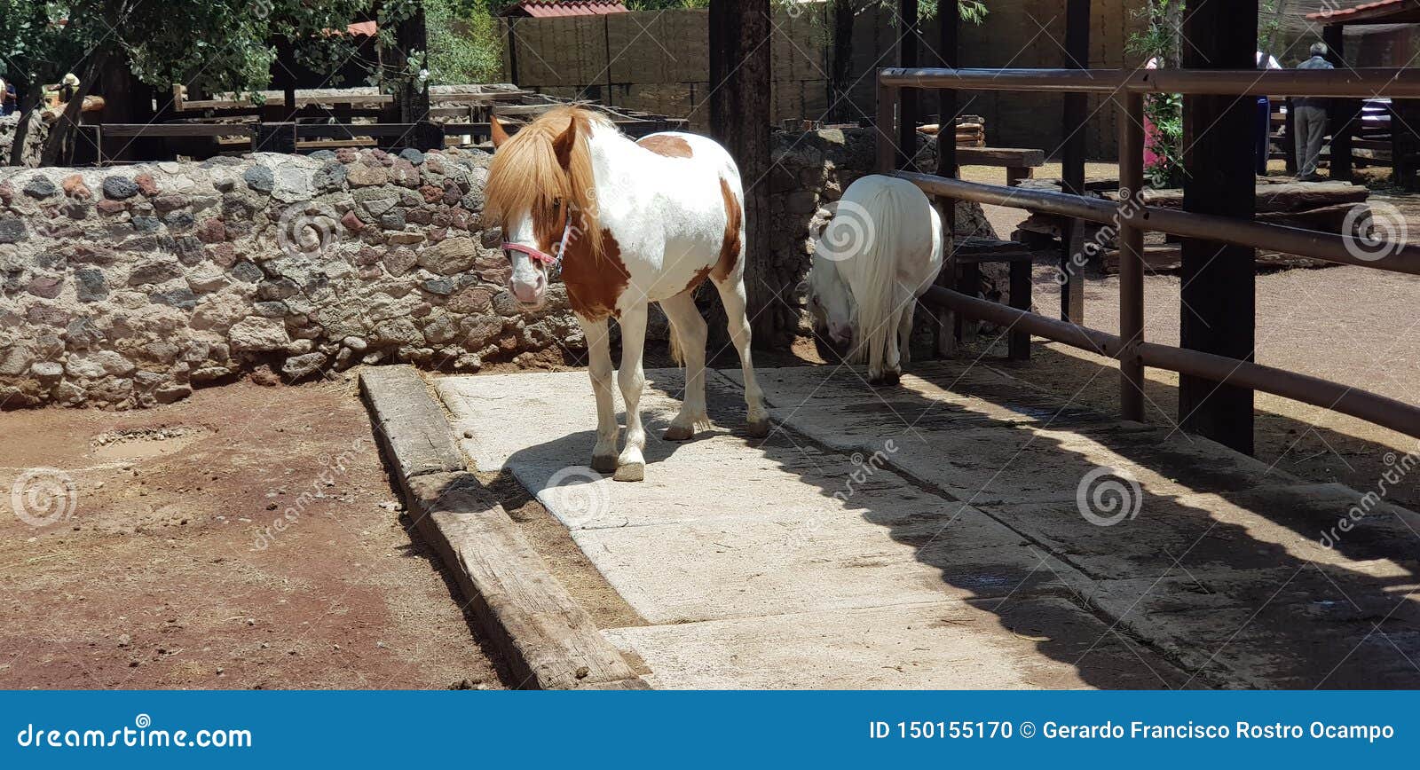 horse in a stable