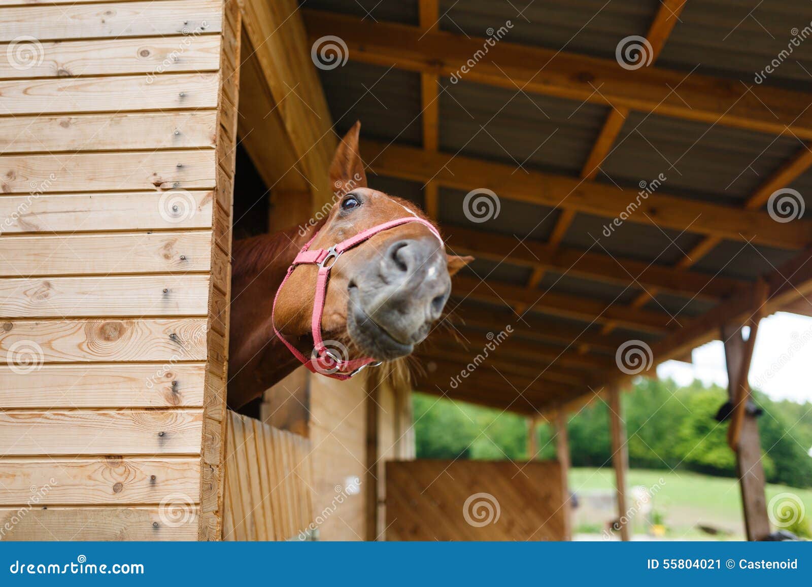 horse in the stable