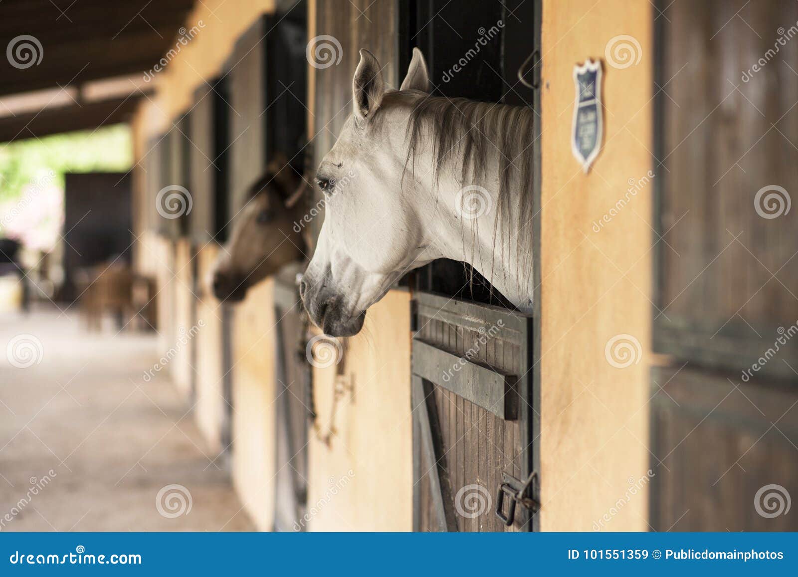 Horse, Stable, Horse Like Mammal, Horse Supplies Picture. Image 101551359