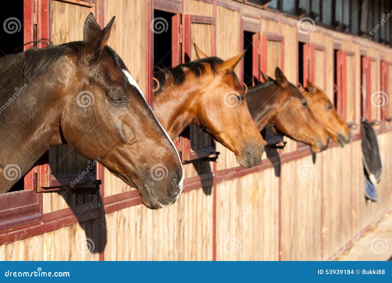 Horse in the stable stock photo. Image of mane, fence 53939184
